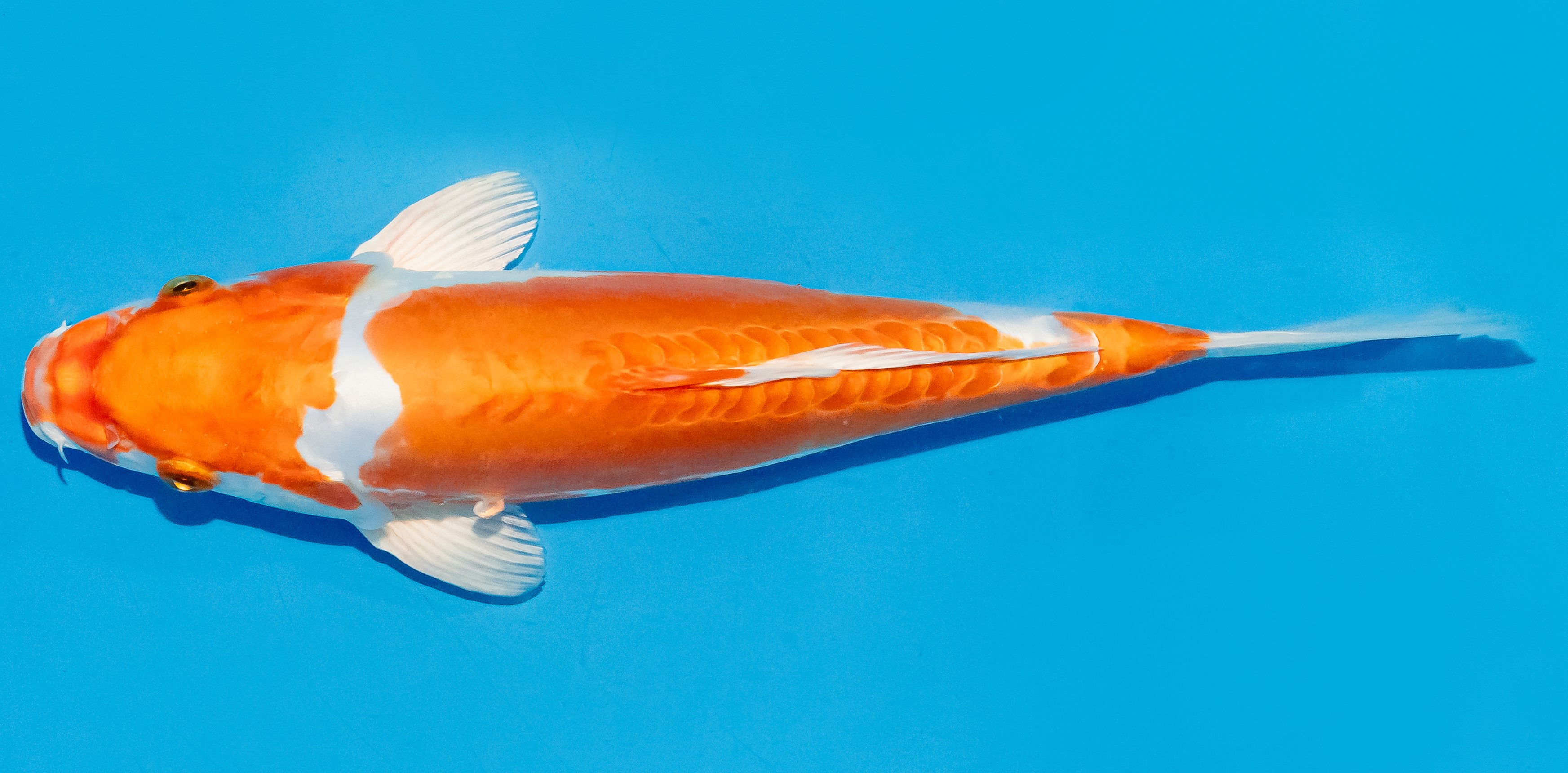 Koi 25-30cm Nr. 7943
