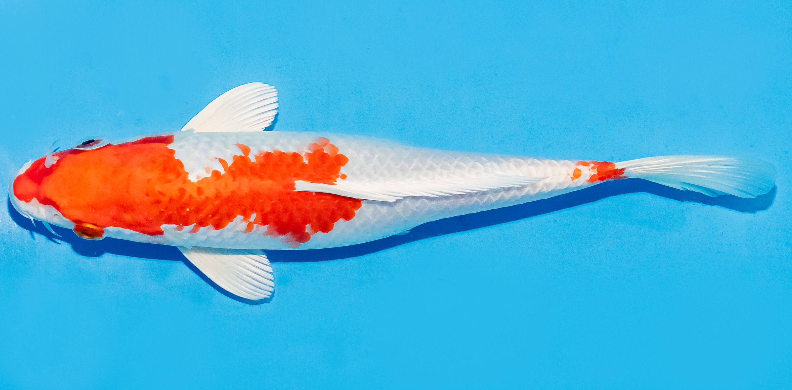 Koi 20-25cm Nr. 6045