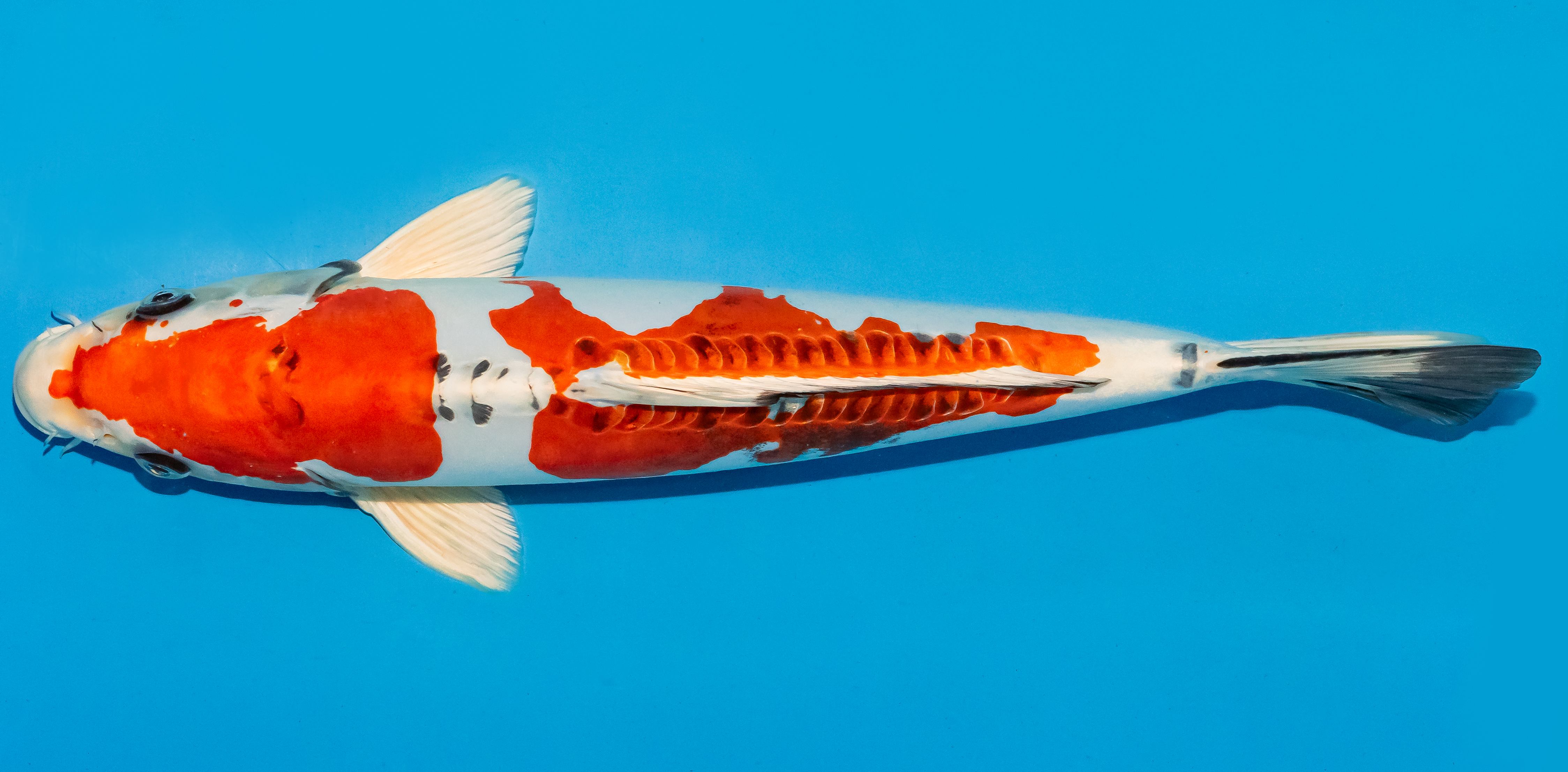 Koi 35-40cm Nr. 6727