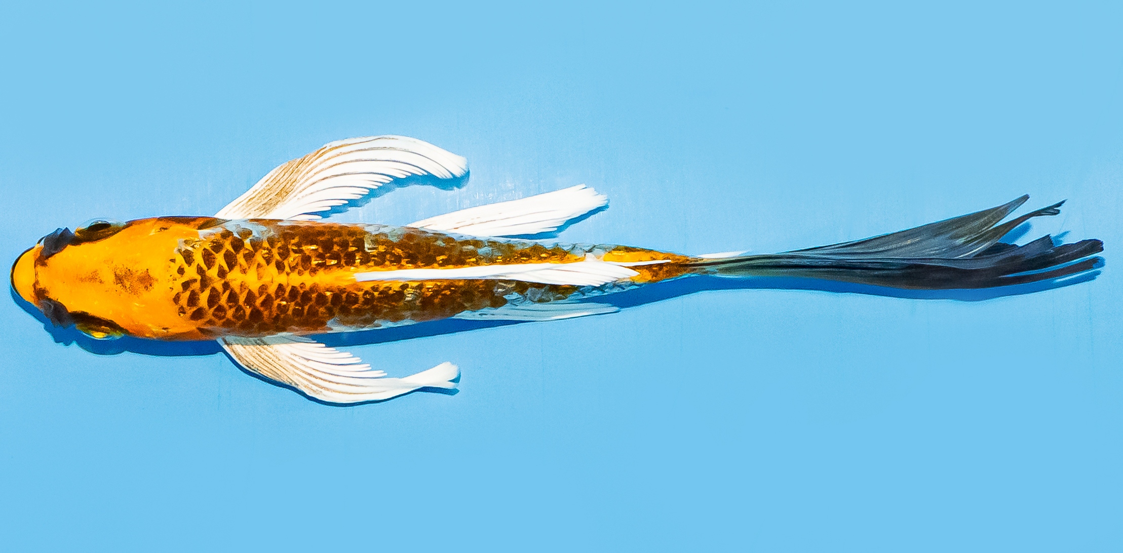 Butterfly Koi 14-17cm Nr. 8201