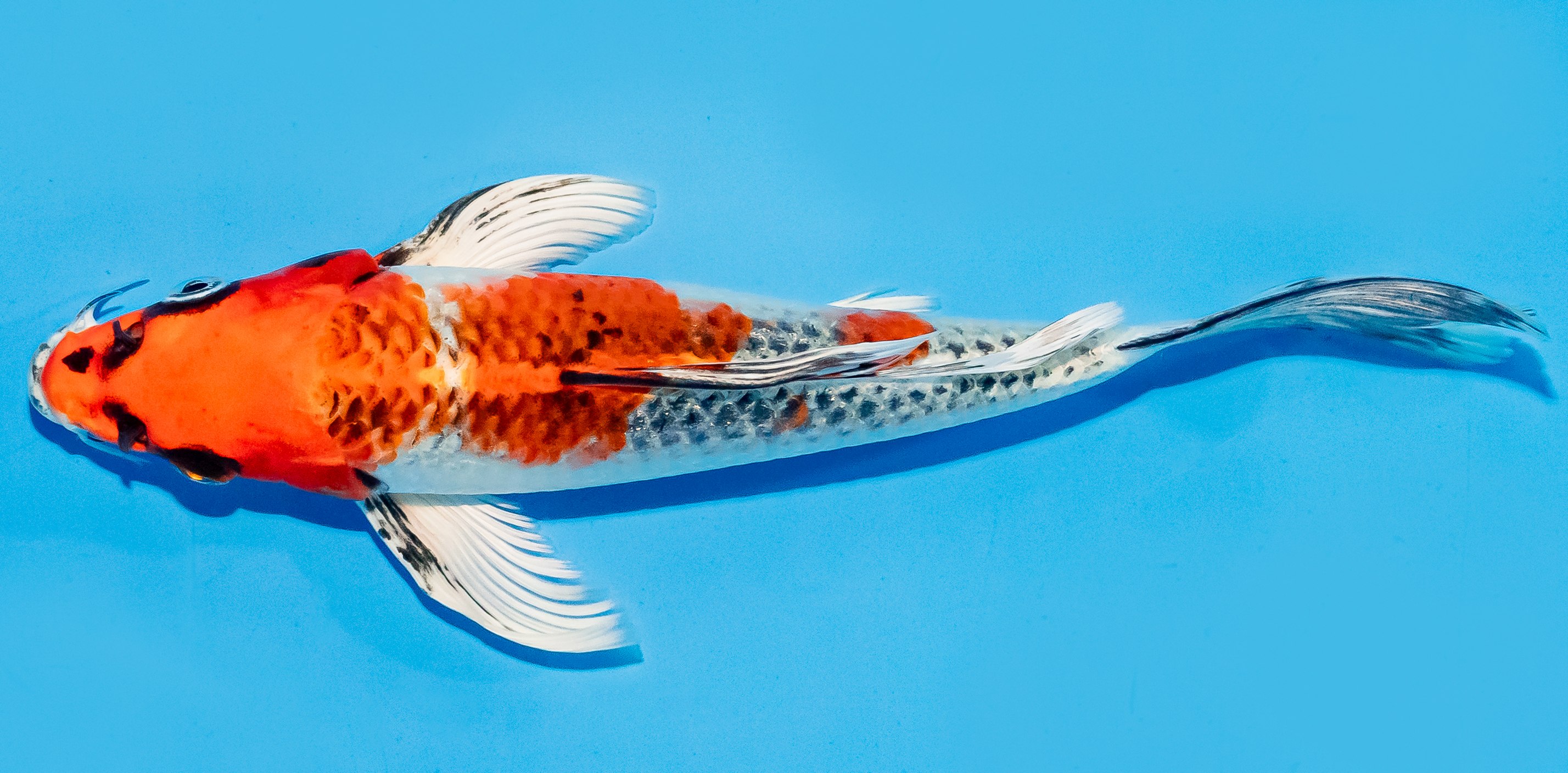 Butterfly Koi 20-25cm Nr. 7317