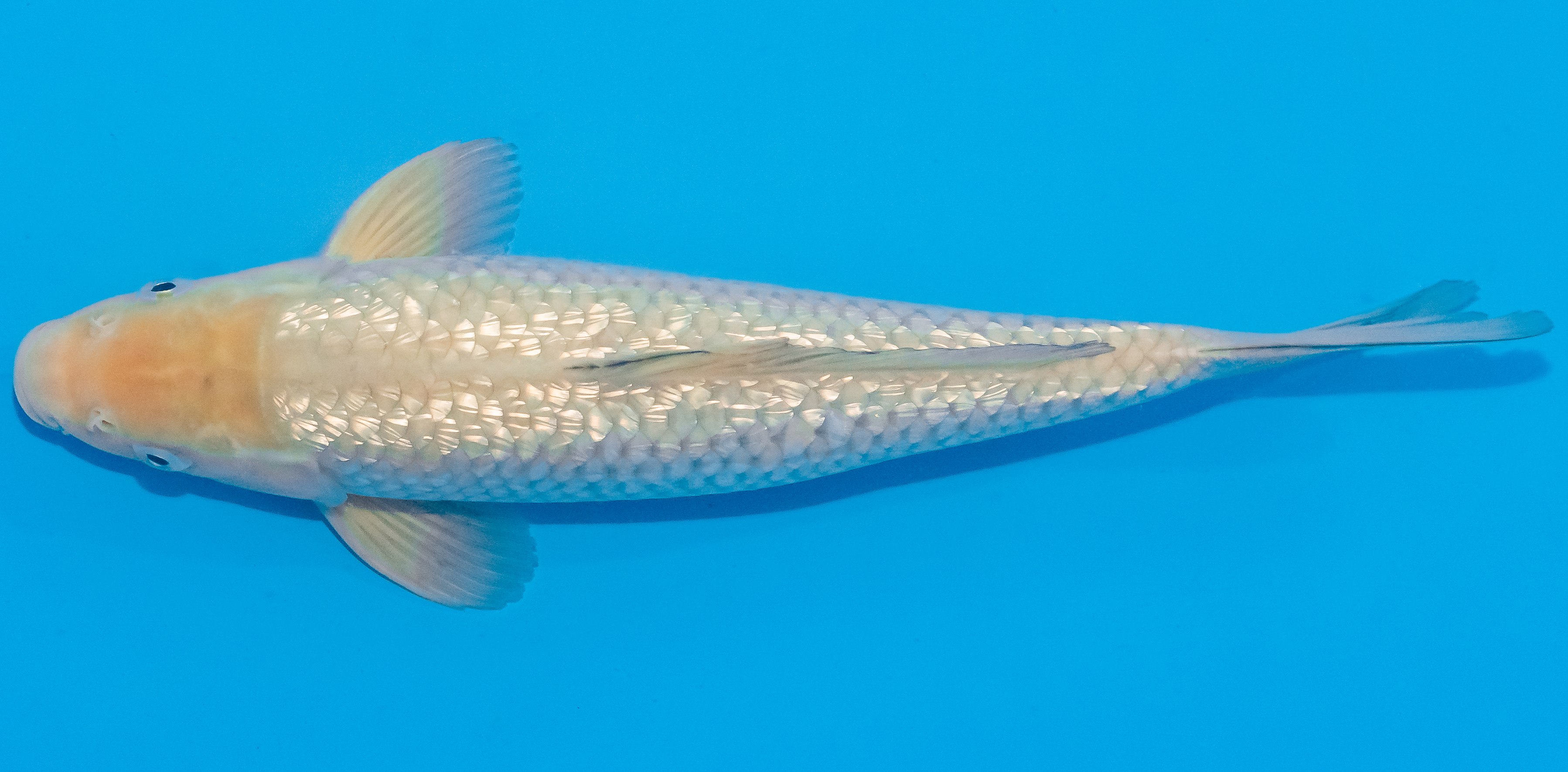 Koi 30-35cm Nr. 1399