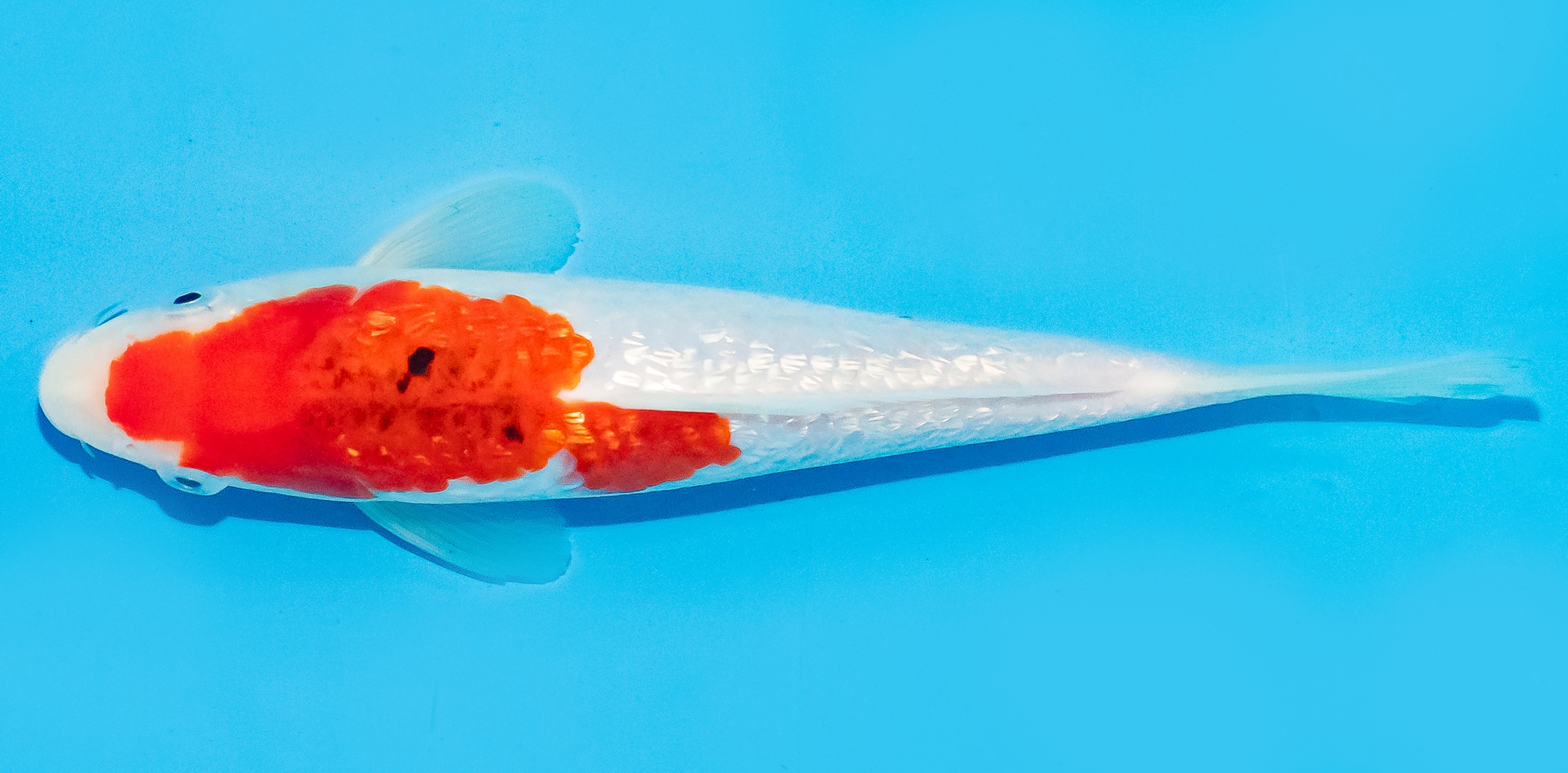 Koi 17-20cm Nr. 6805