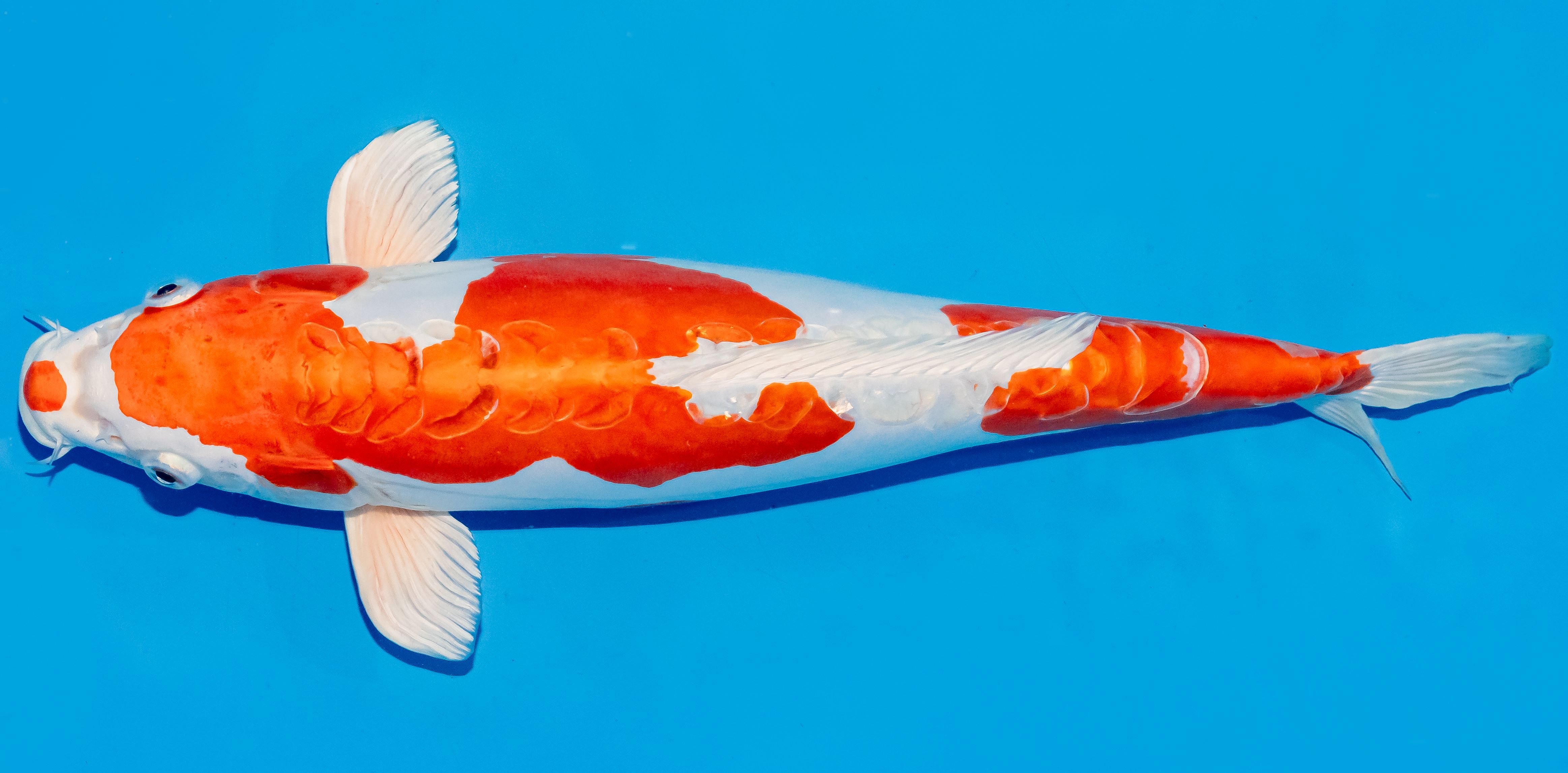 Koi 35-40cm Nr. 5018