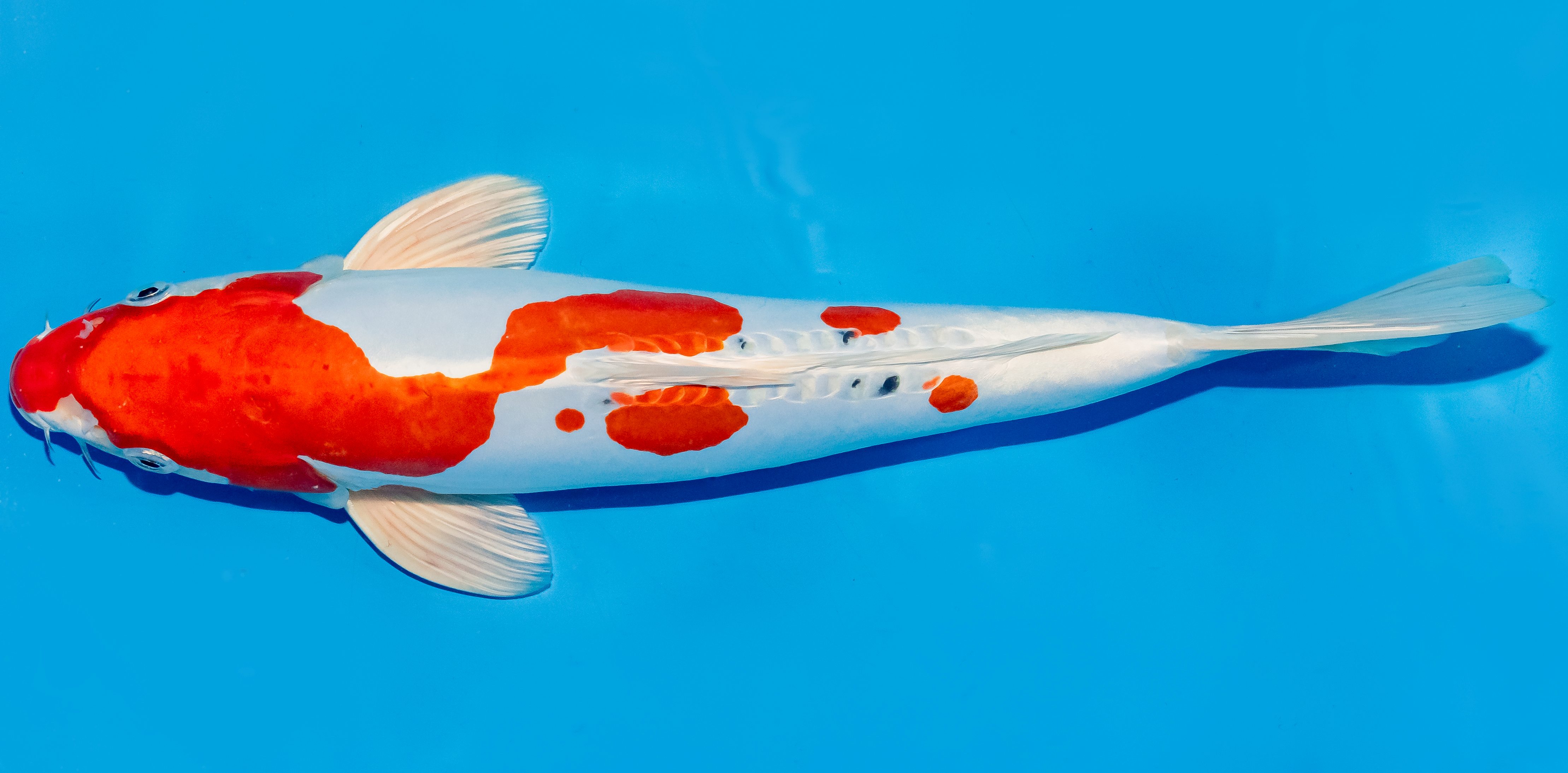 Koi 35-40cm Nr. 5035