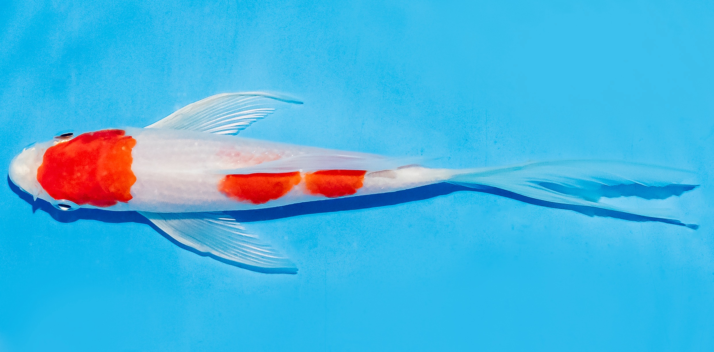 Butterfly Koi 14-17cm Nr. 5767