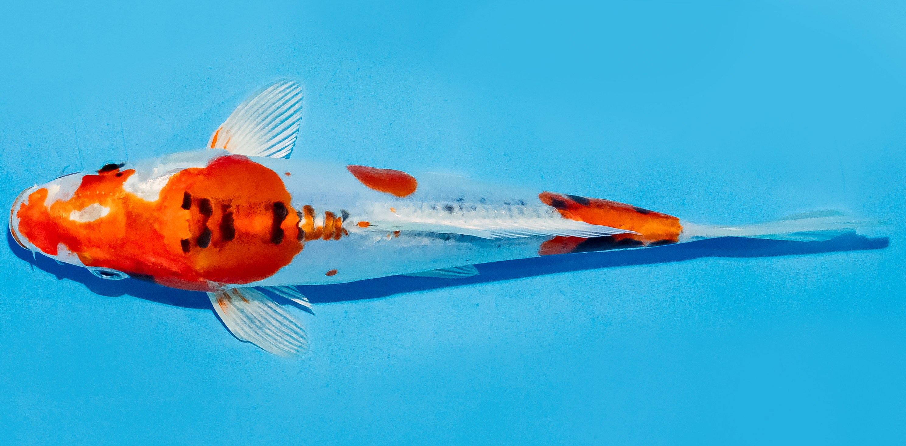 Koi 20-25cm Nr. 8601