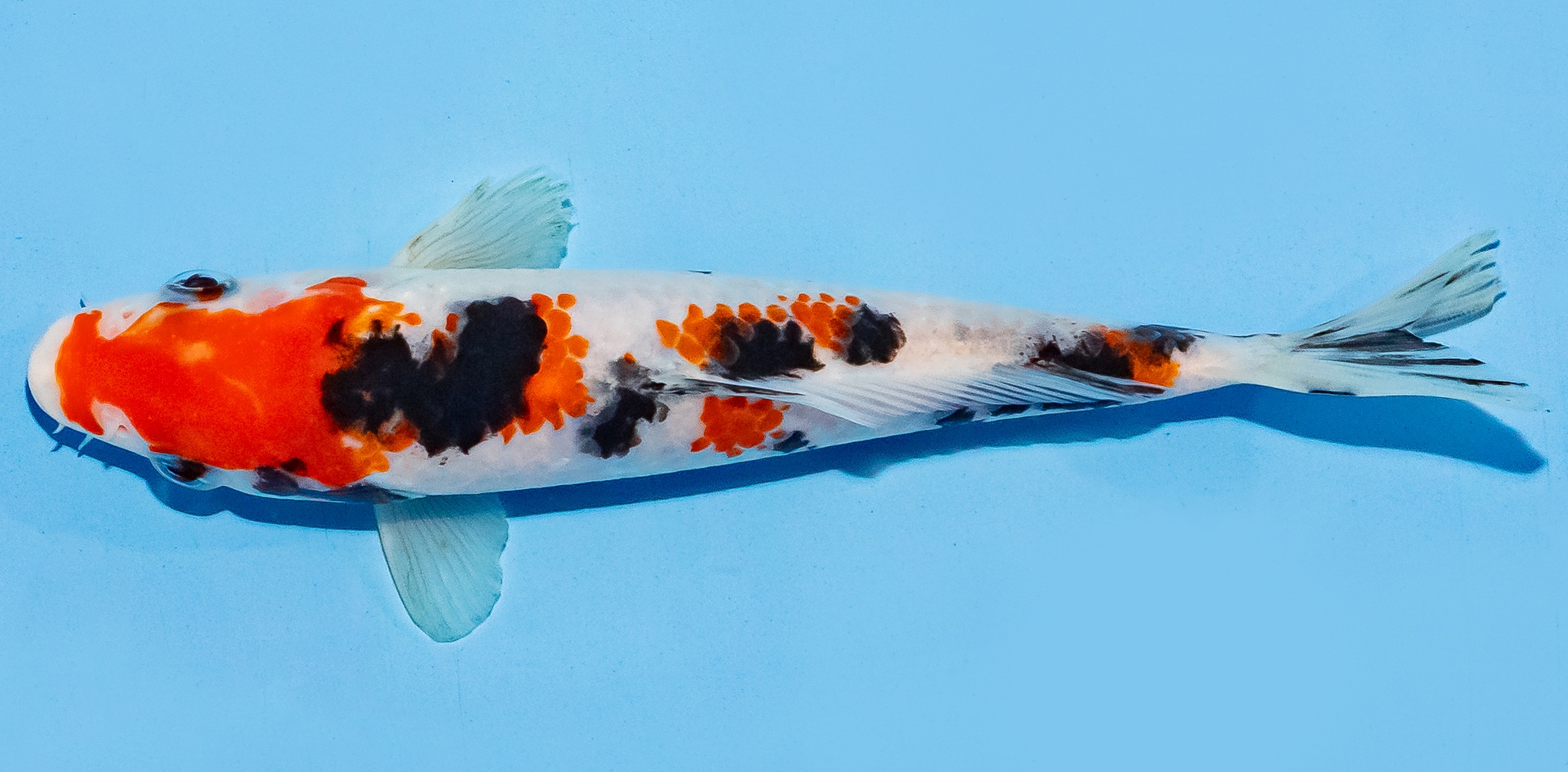 Koi 17-20cm Nr. 8721