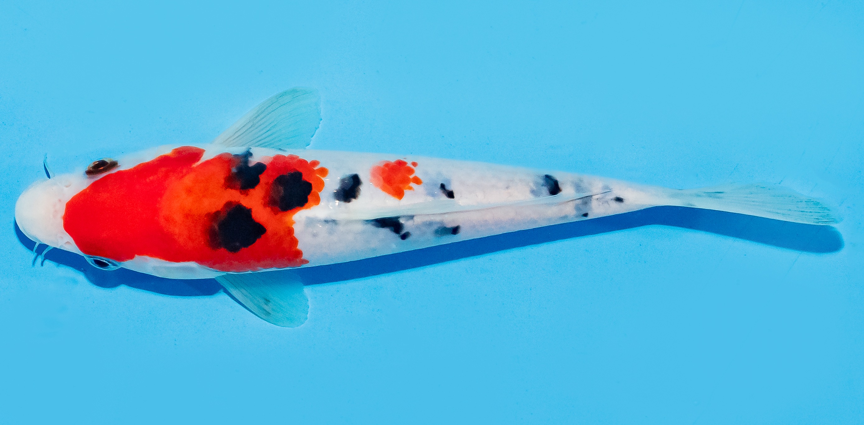 Koi 17-20cm Nr. 8731