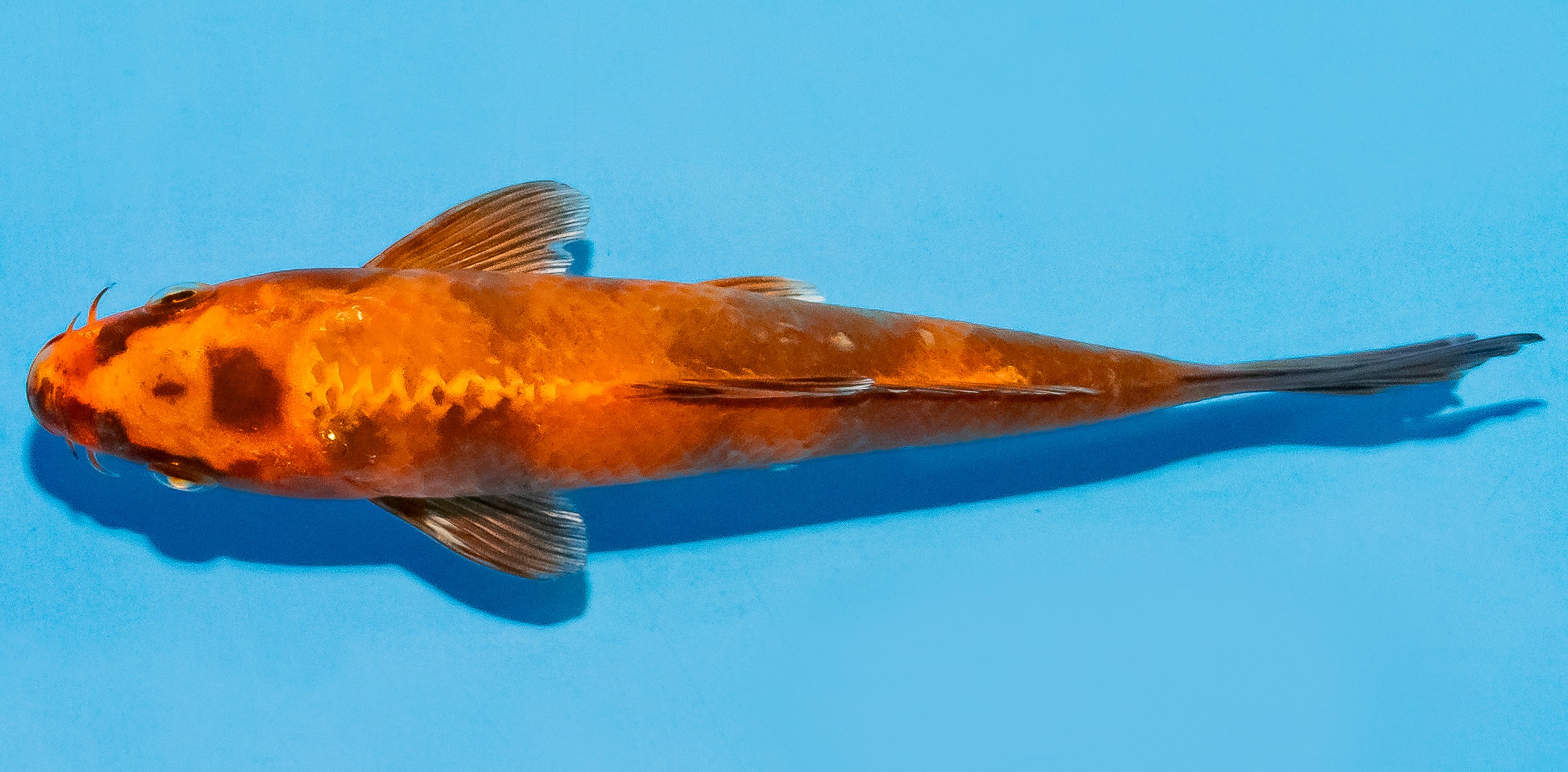 Koi 14-17cm Nr. 8111