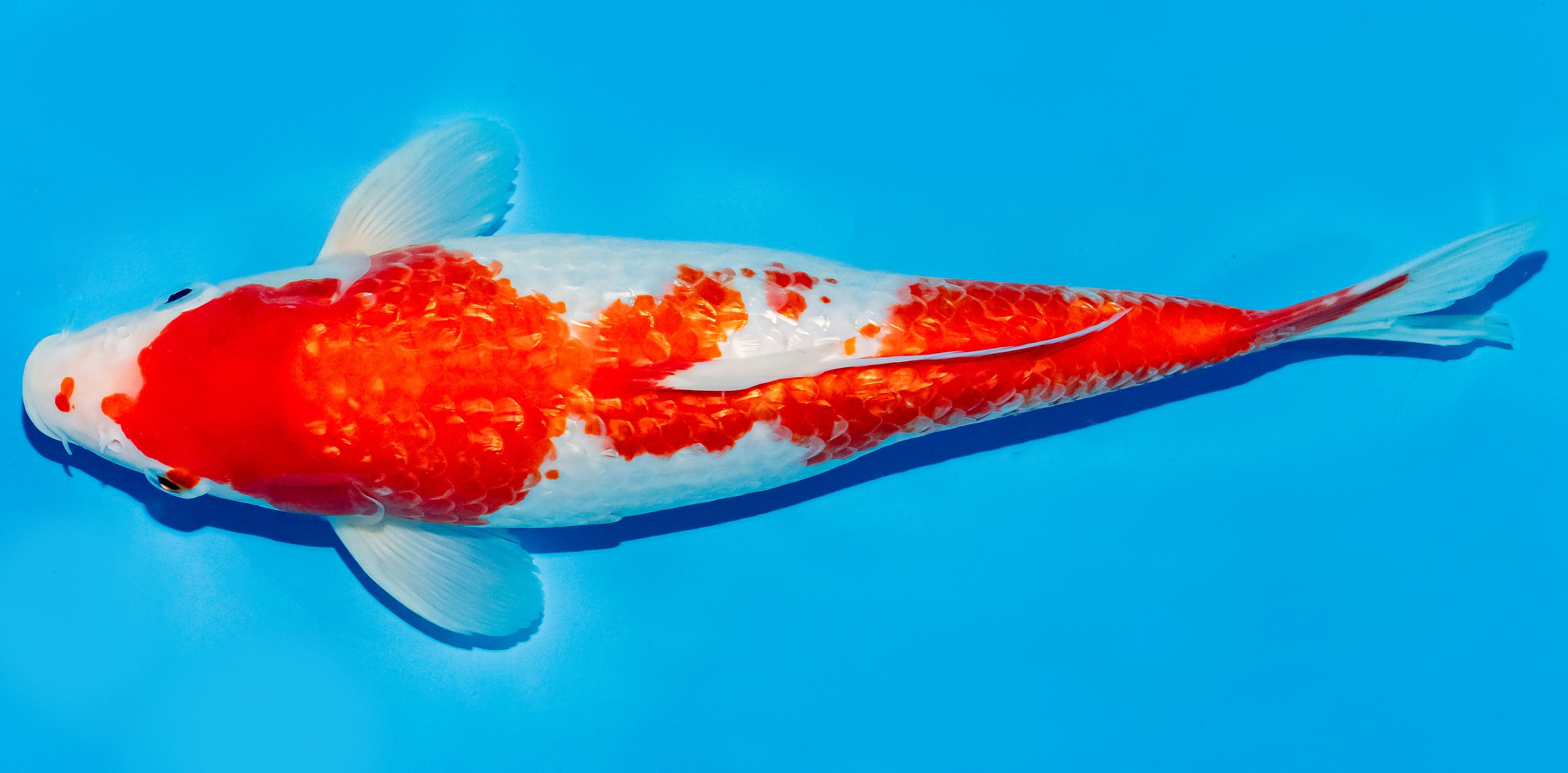 Koi 30-35cm Nr. 5108