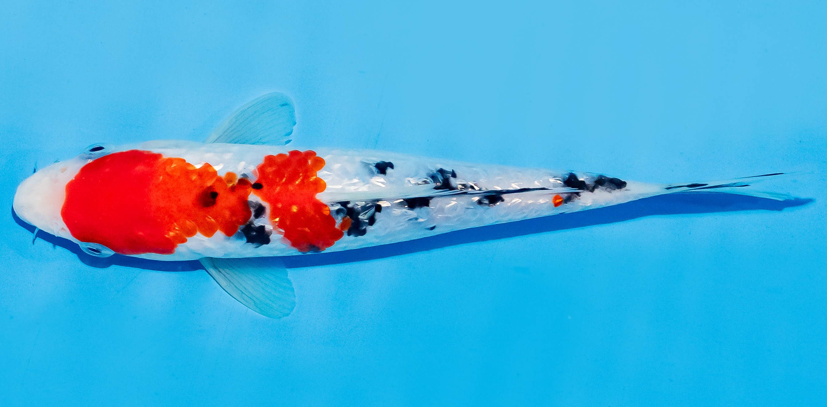Koi 17-20cm Nr. 8780