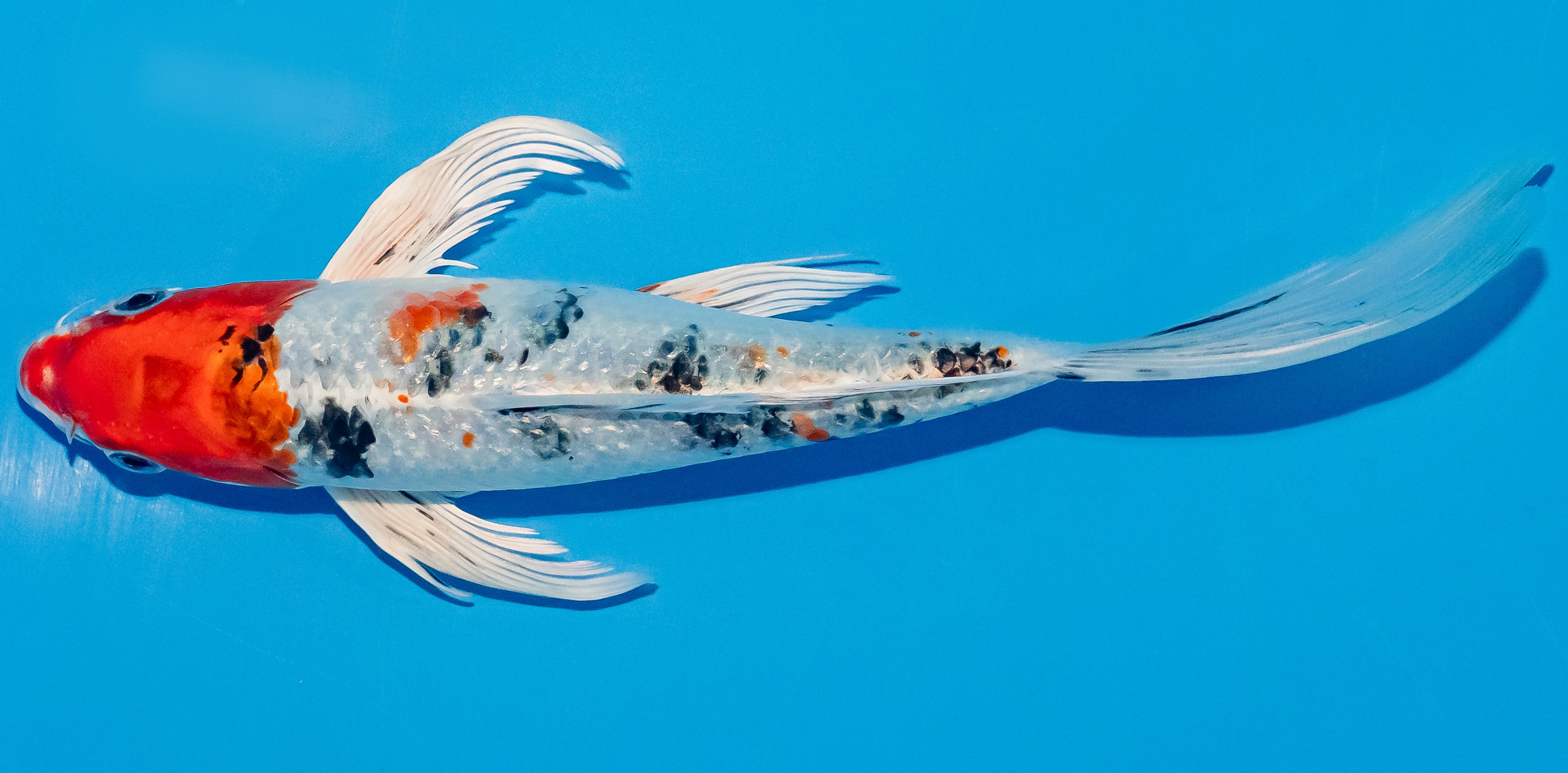 Butterfly Koi 20-25cm Nr. 3385