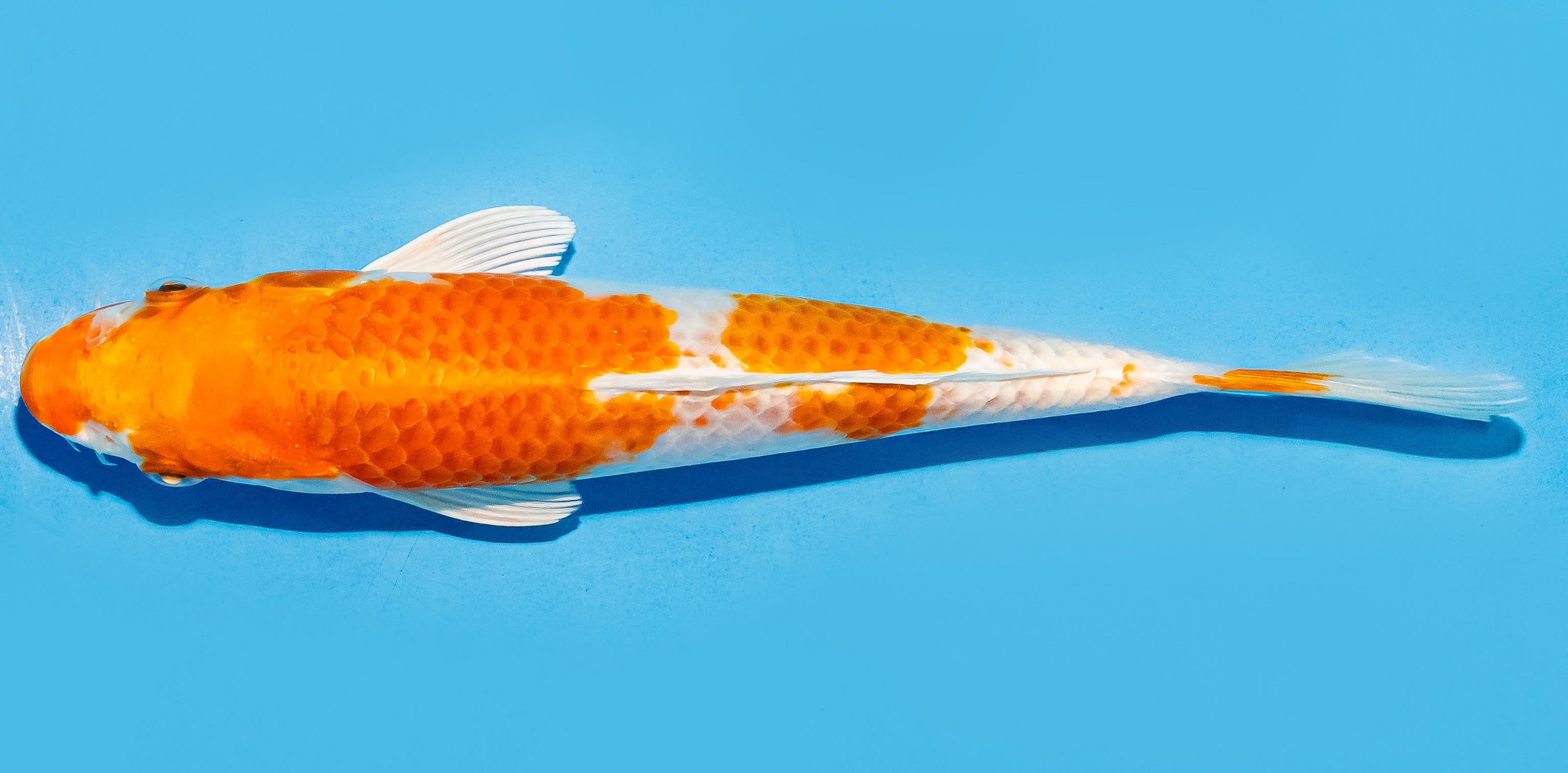 Koi 20-25cm Nr. 8606