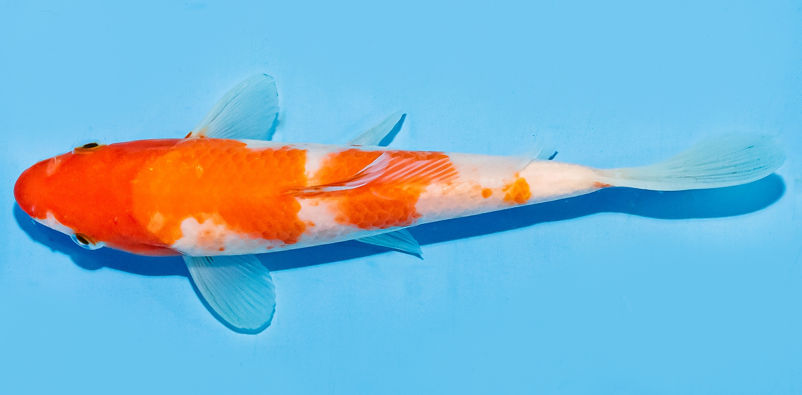 Koi 17-20cm Nr. 8787