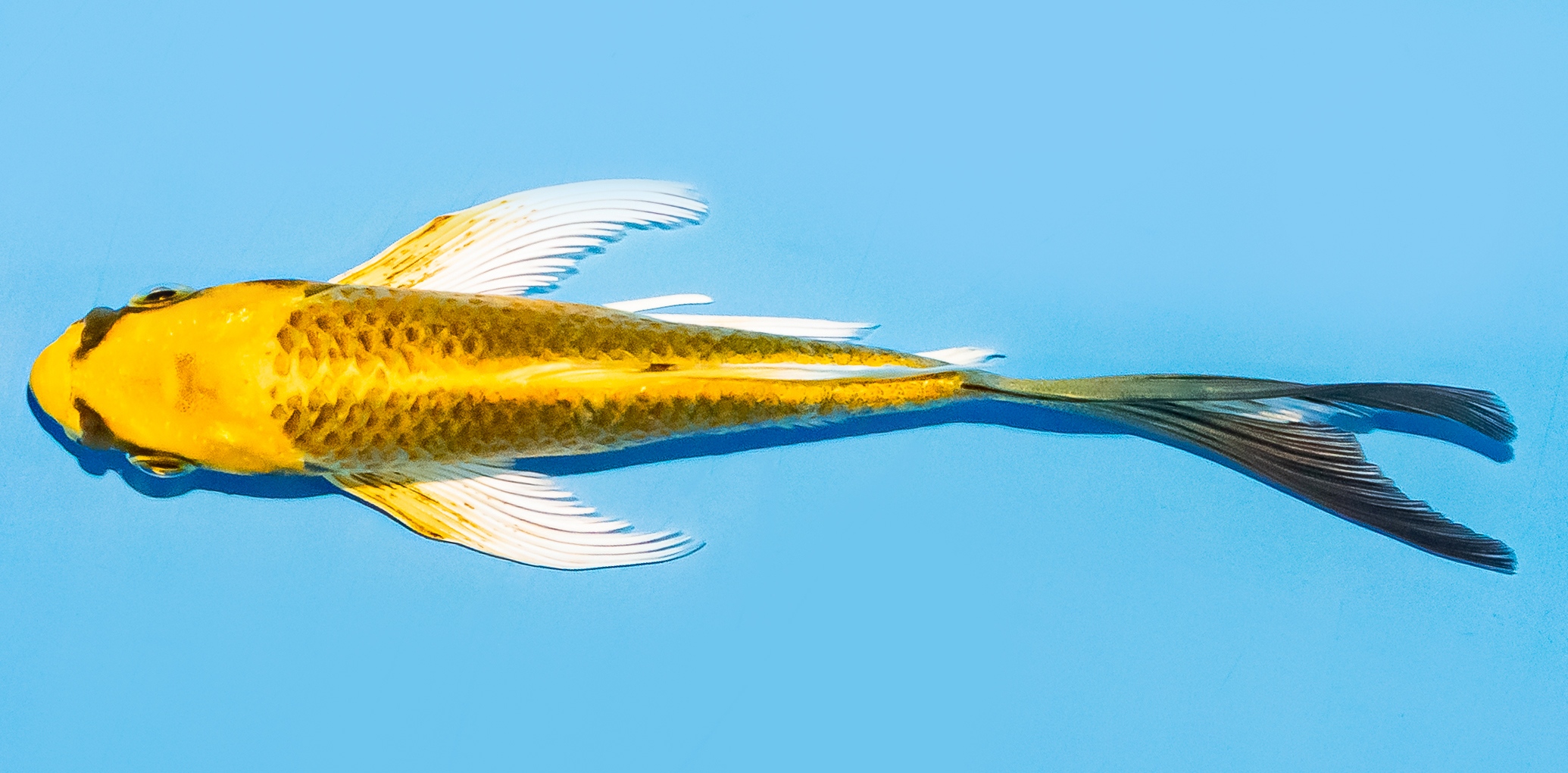 Butterfly Koi 14-17cm Nr. 8208