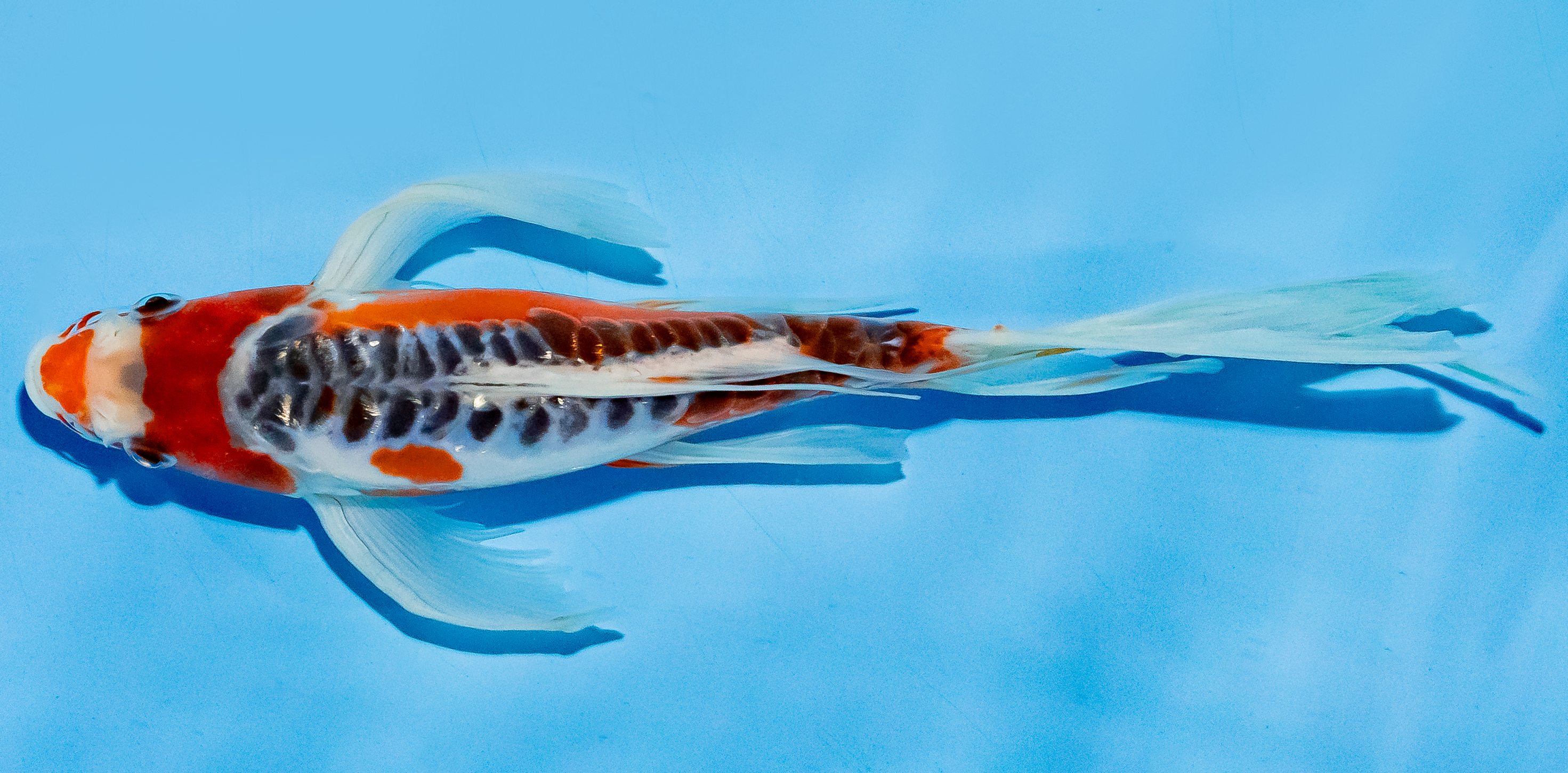 Butterfly Koi 20-25cm Nr. 8512