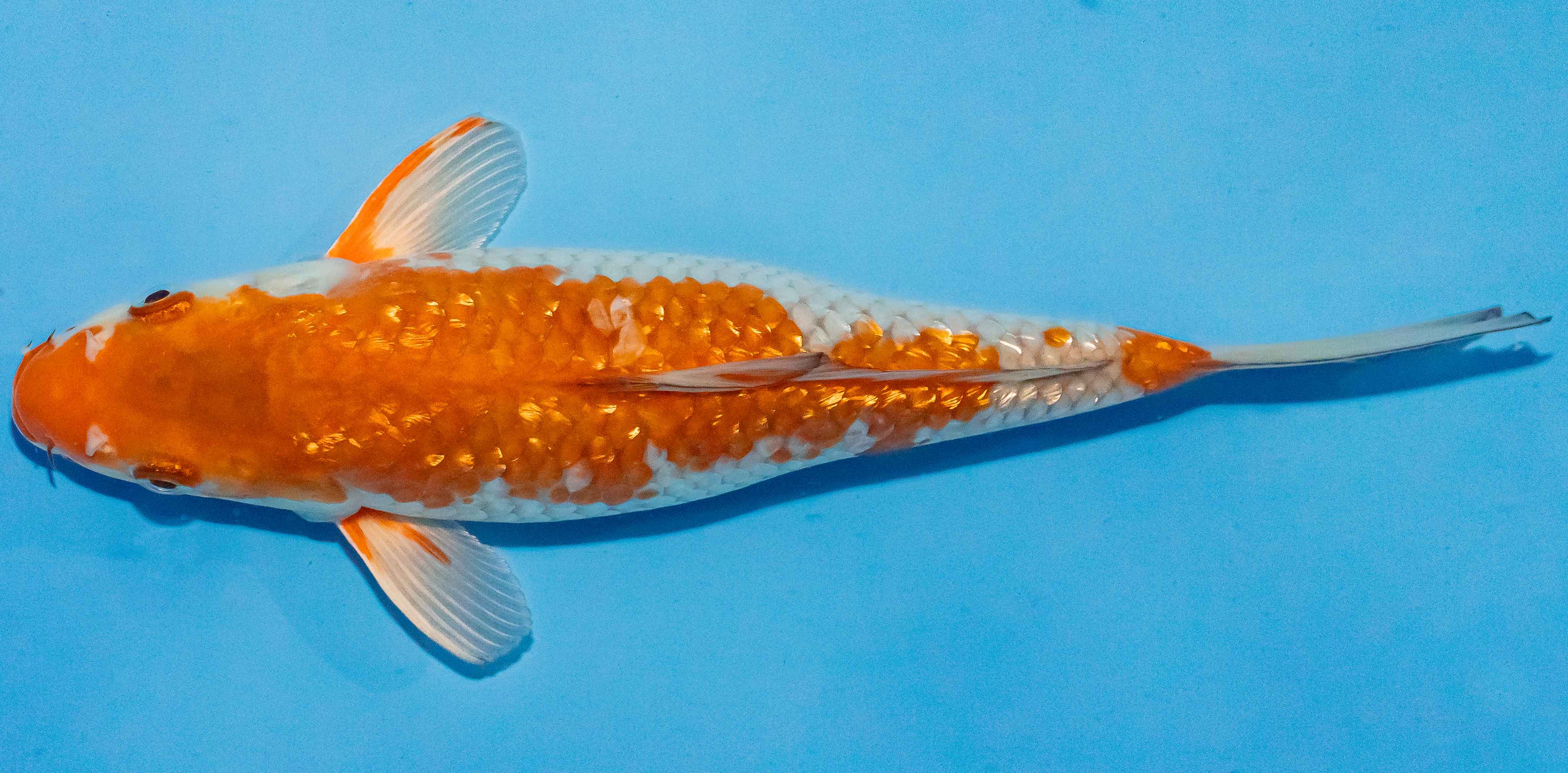 Koi 25-30cm Nr. 1569