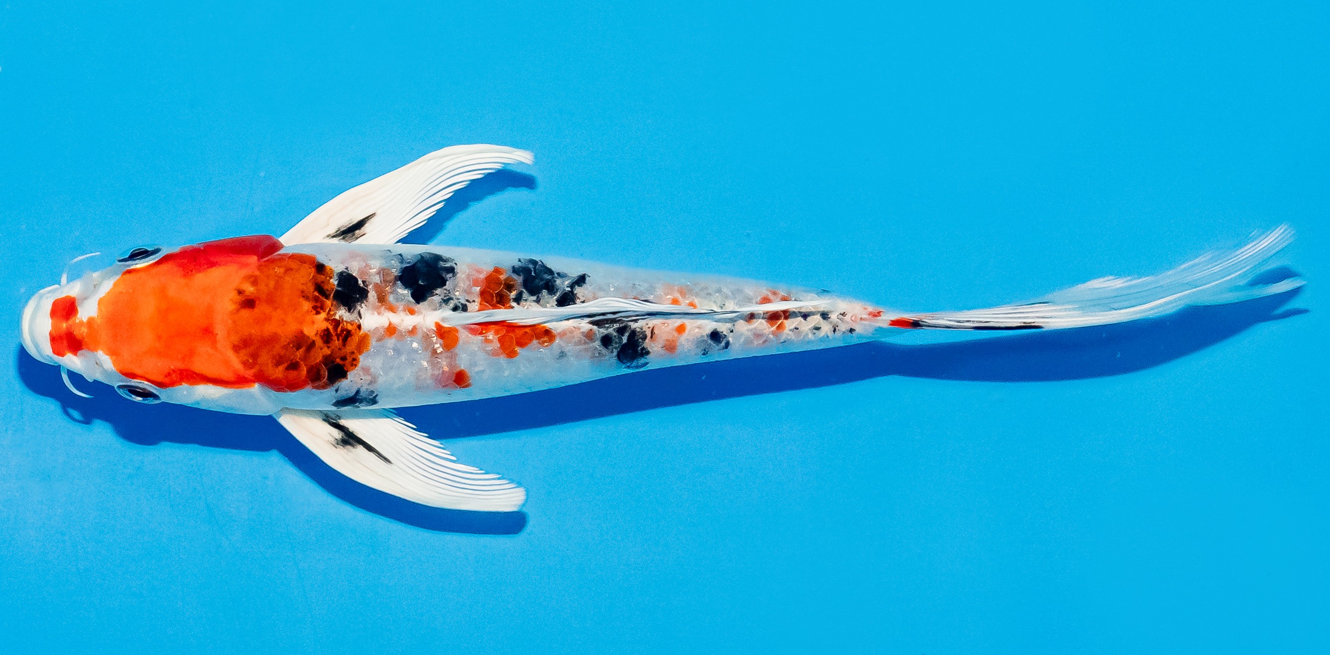 Butterfly Koi 20-25cm Nr. 5431
