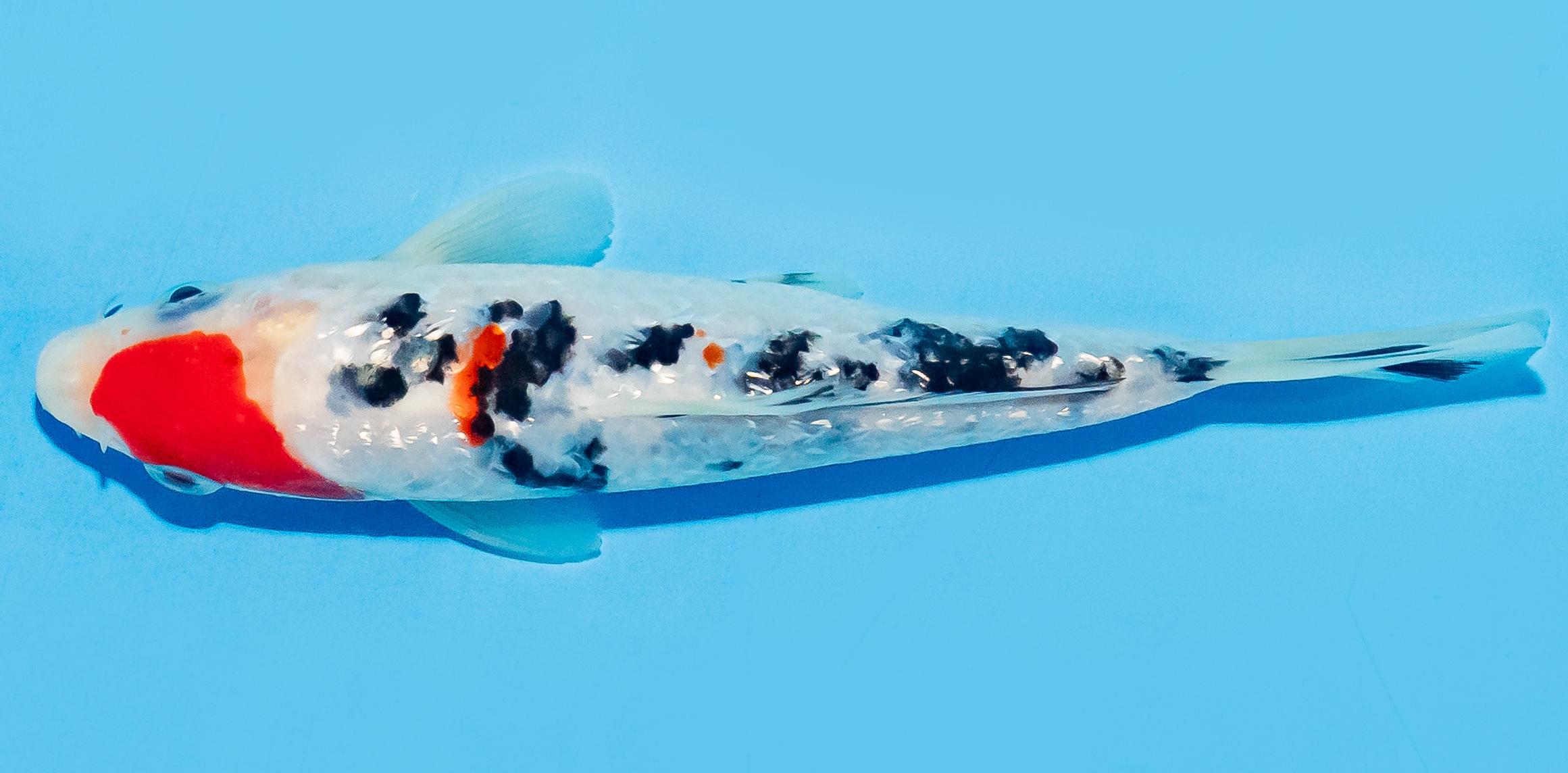 Koi 14-17cm Nr. 8110