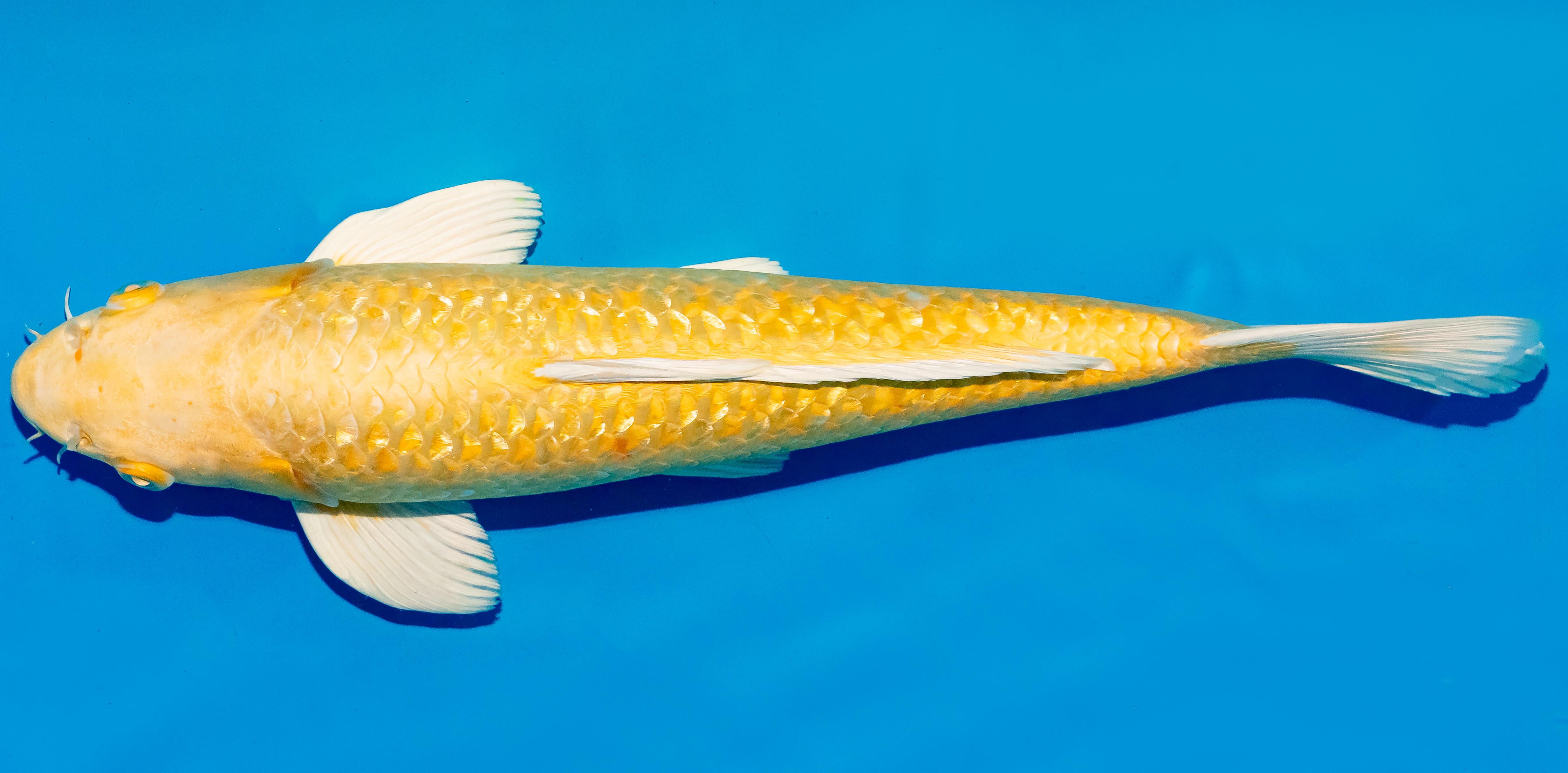 Koi 40-45cm Nr. 4926