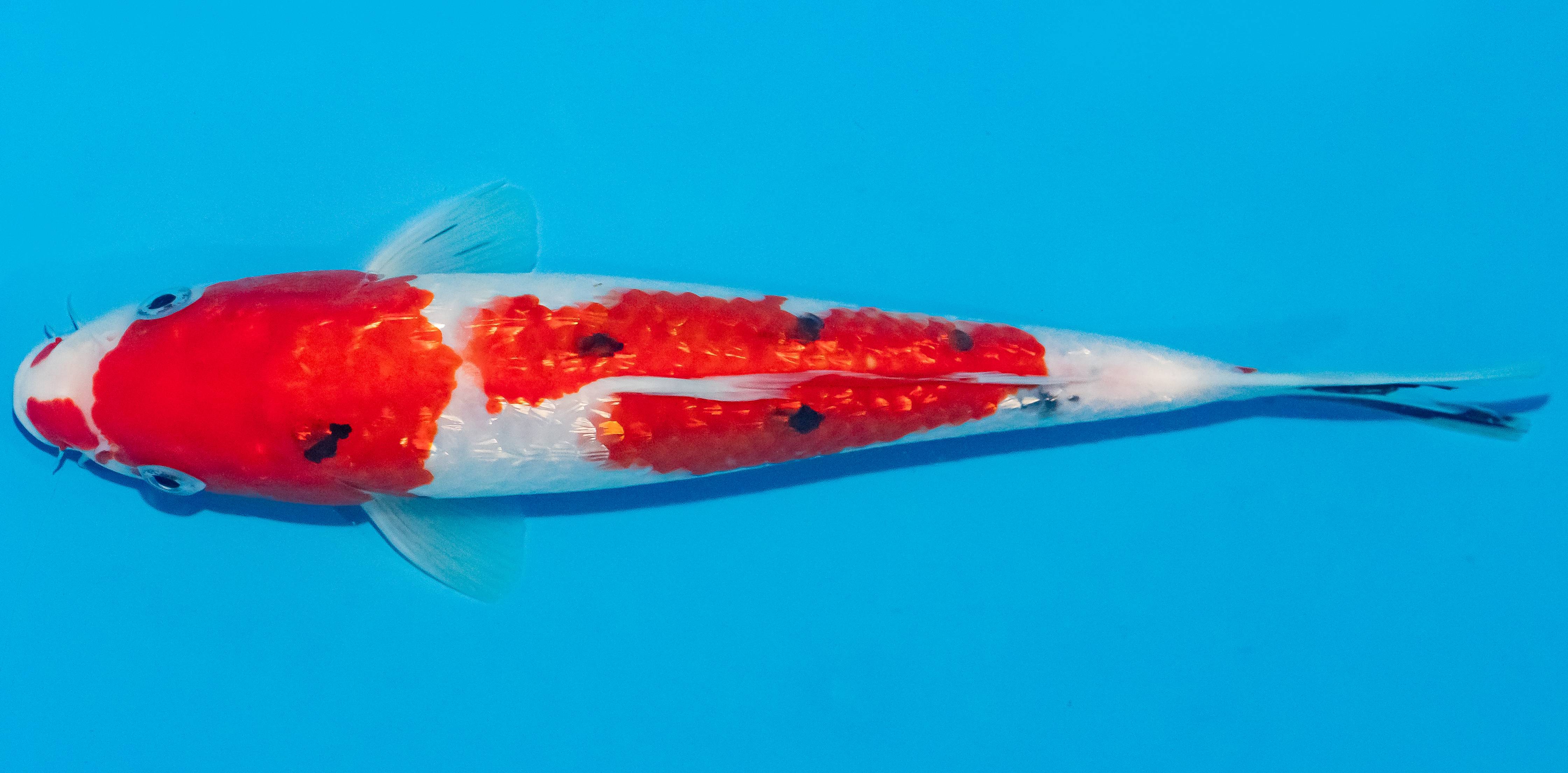 Koi 25-30cm Nr. 1587
