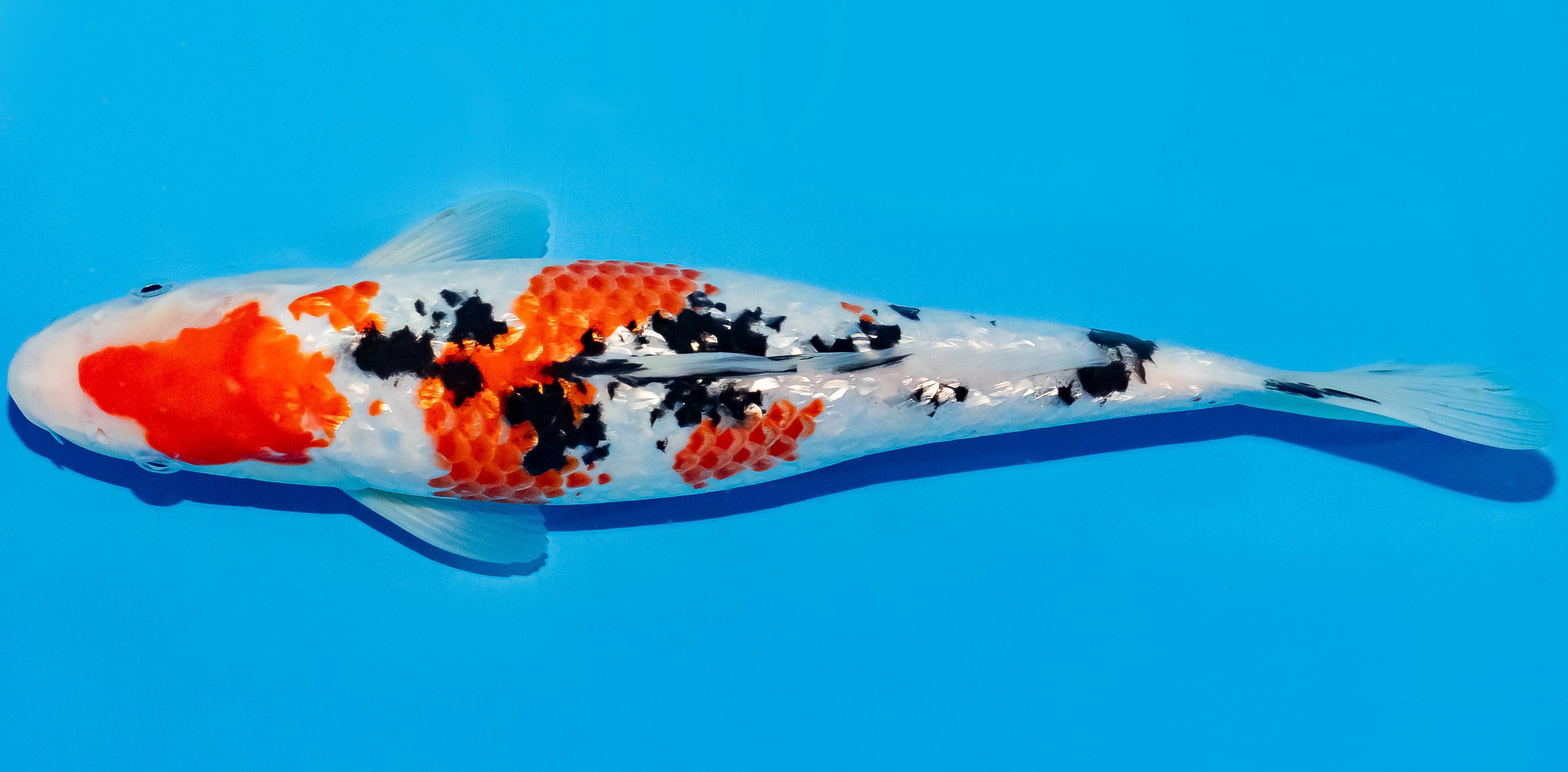 Koi 25-30cm Nr. 5362
