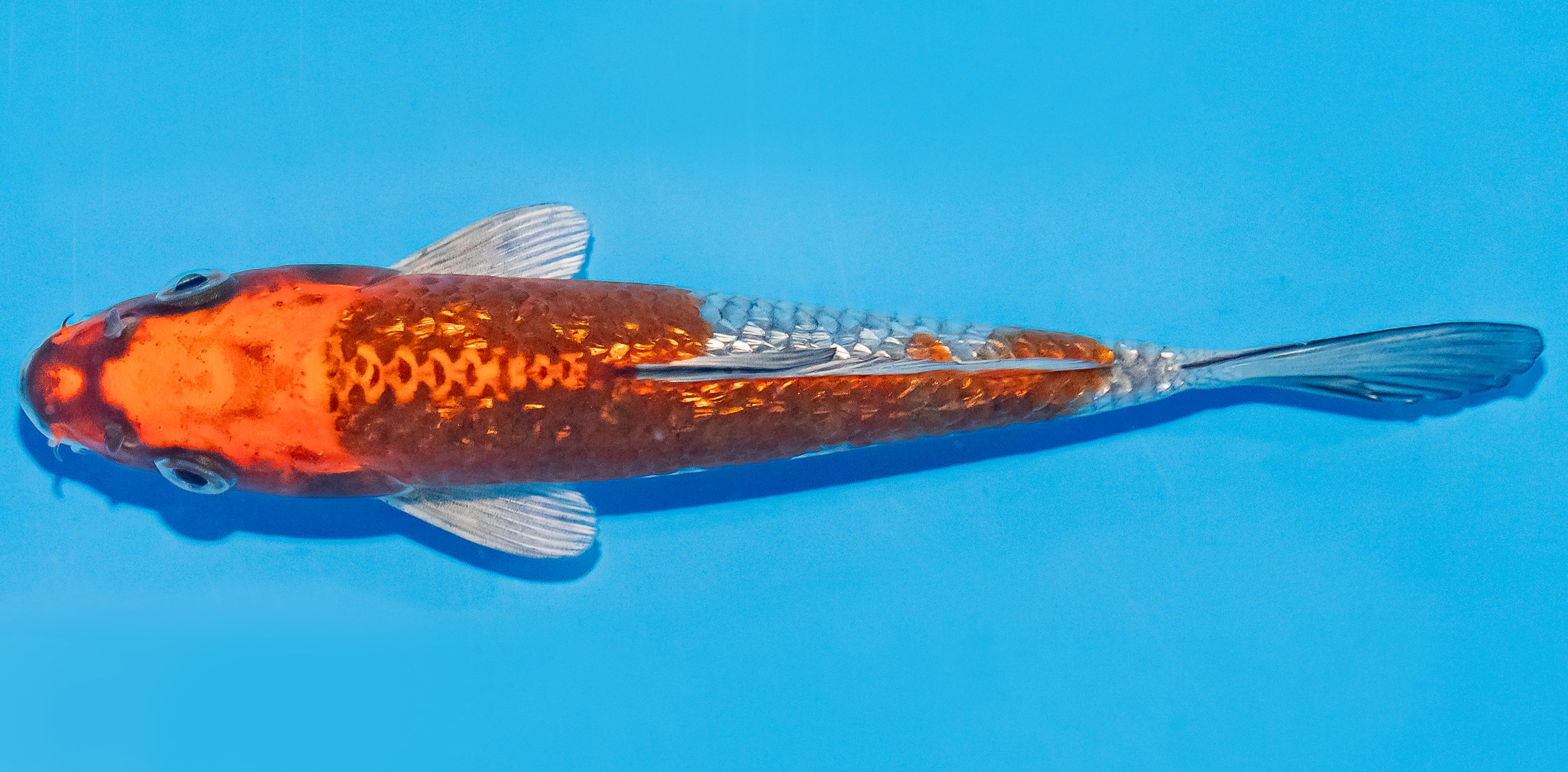 Koi 14-17cm Nr. 3113