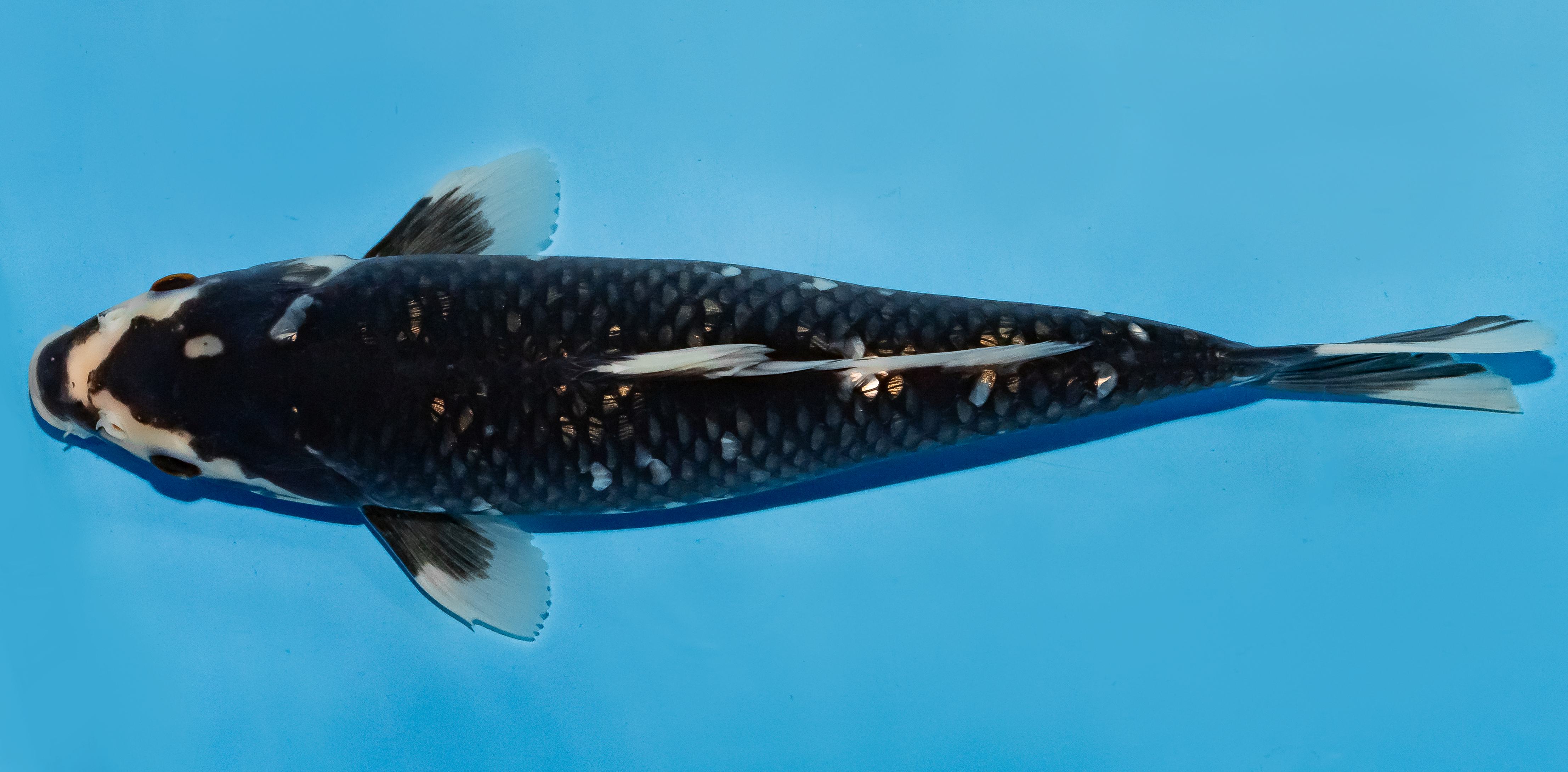 Koi 35-40cm Nr. 5044