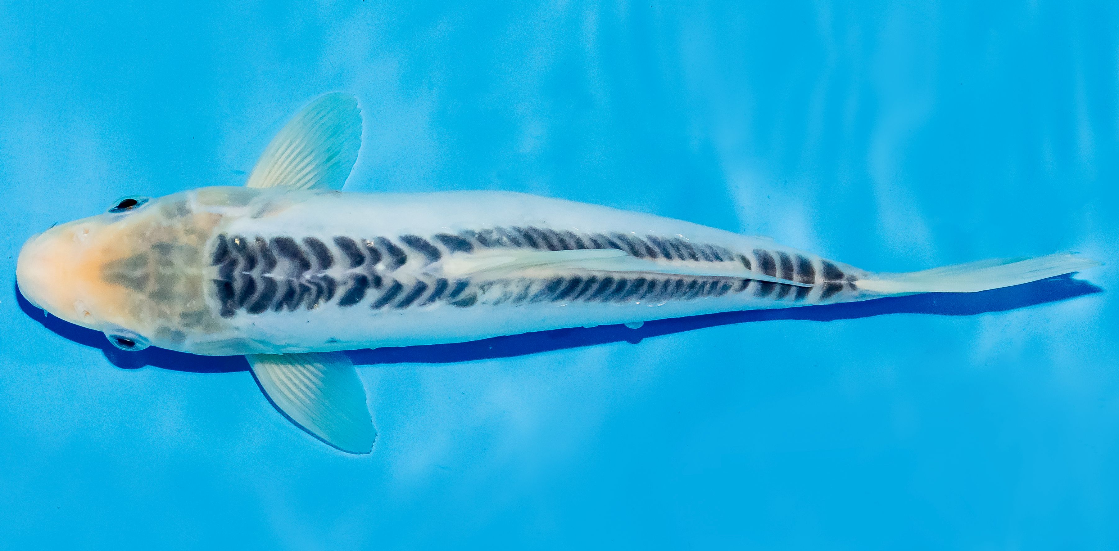 Koi 25-30cm Nr. 5222