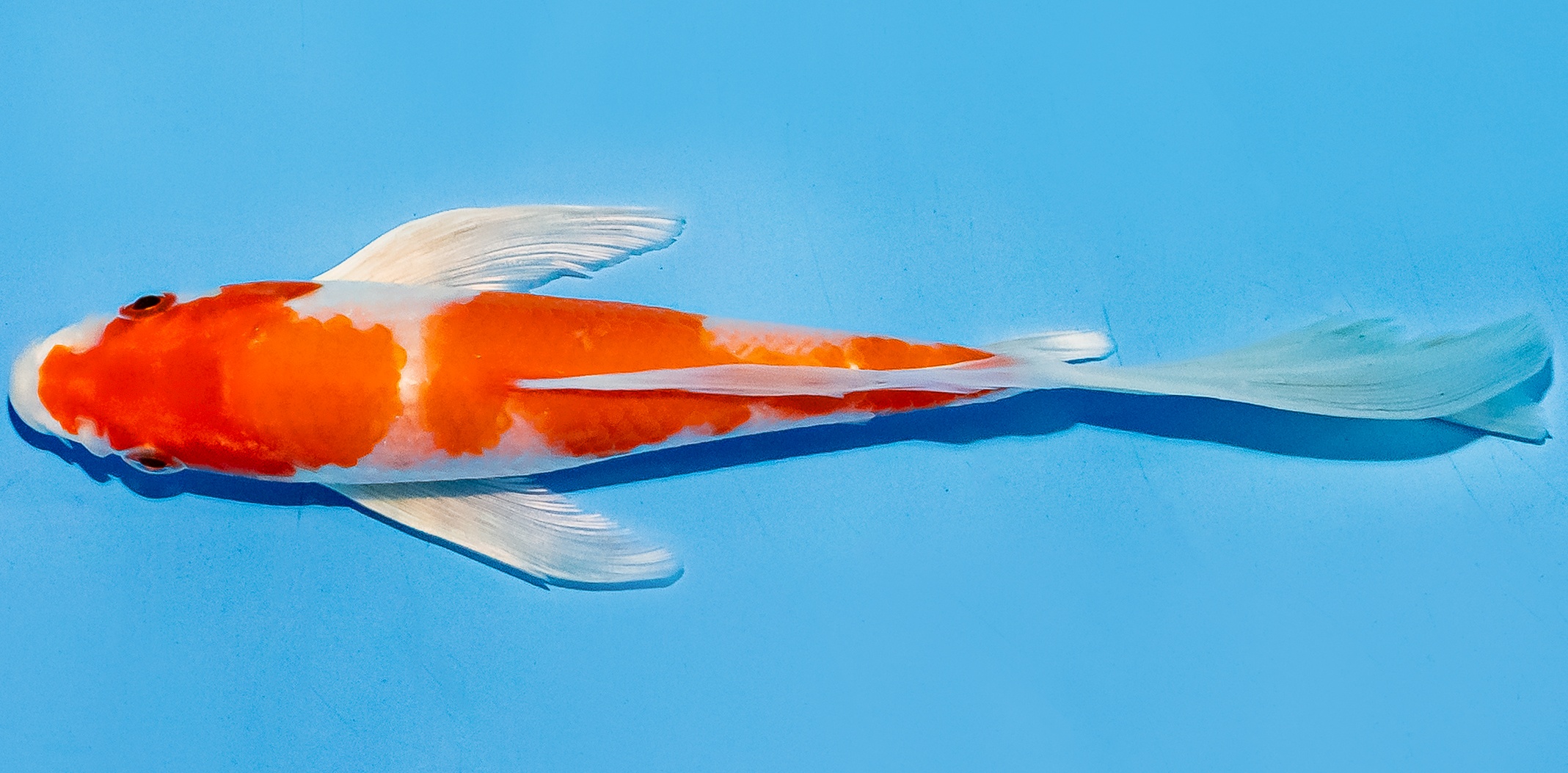 Butterfly Koi 14-17cm Nr. 5760