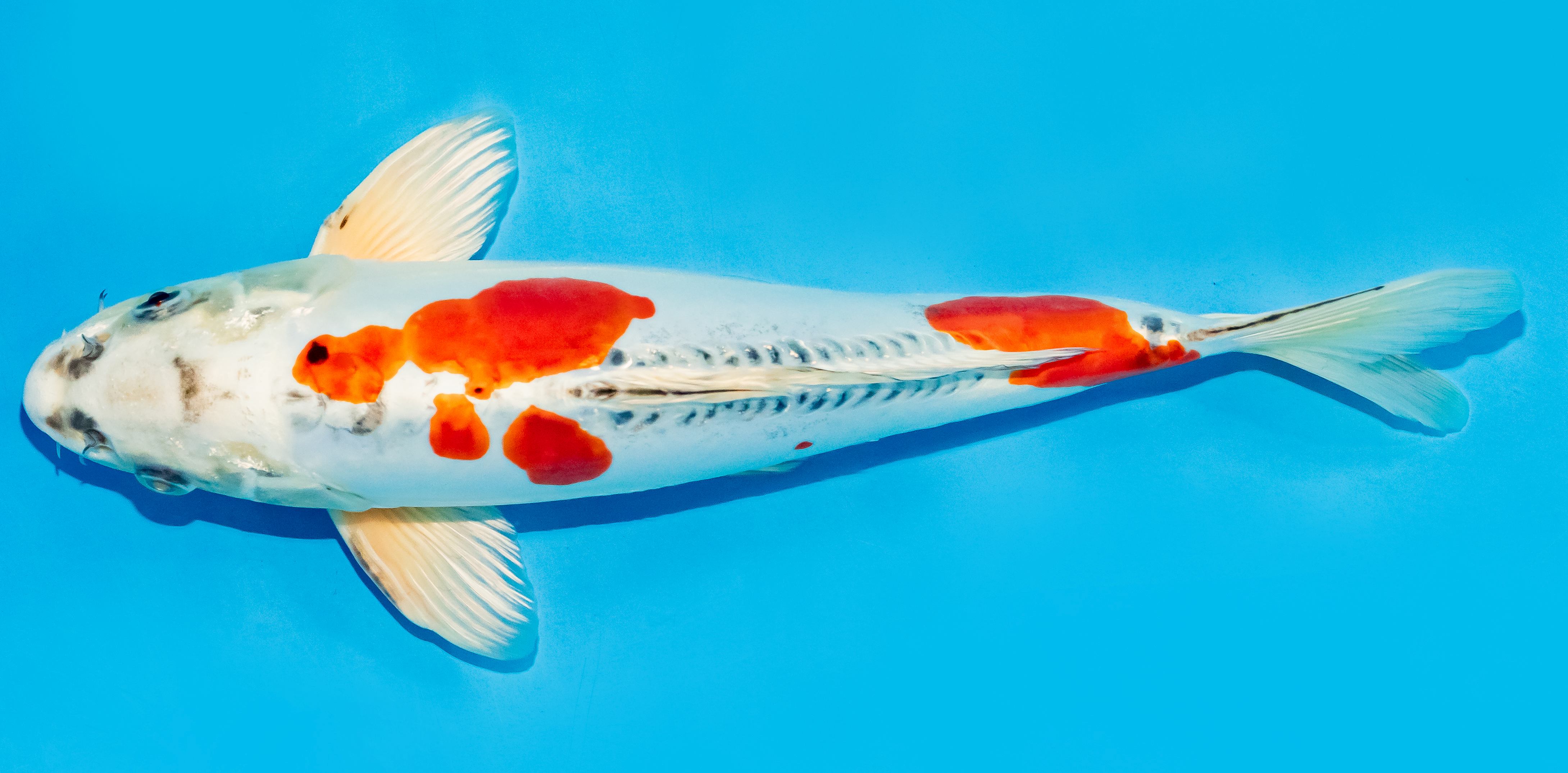 Koi 30-35cm Nr. 7647