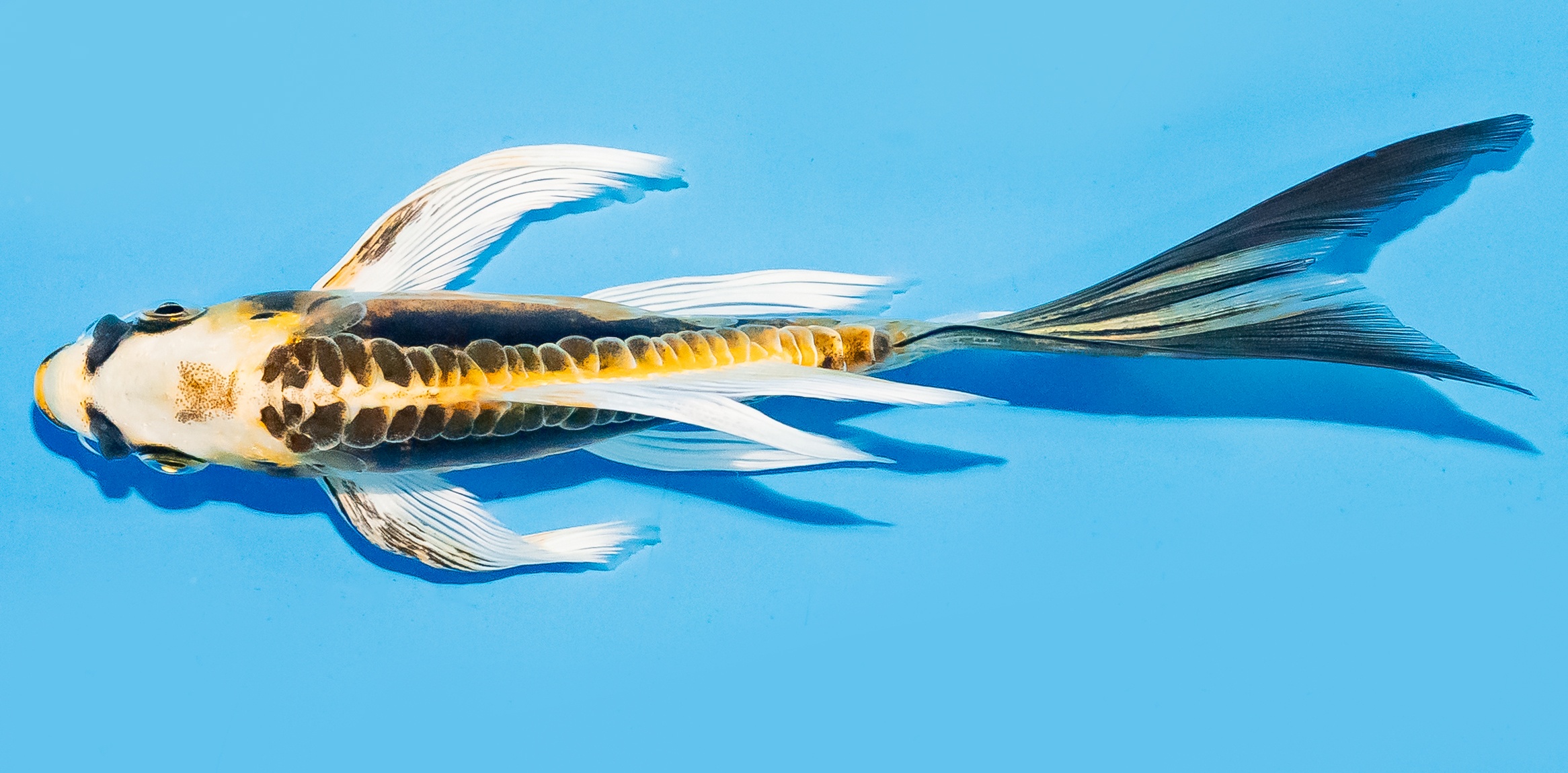 Butterfly Koi 14-17cm Nr. 7419