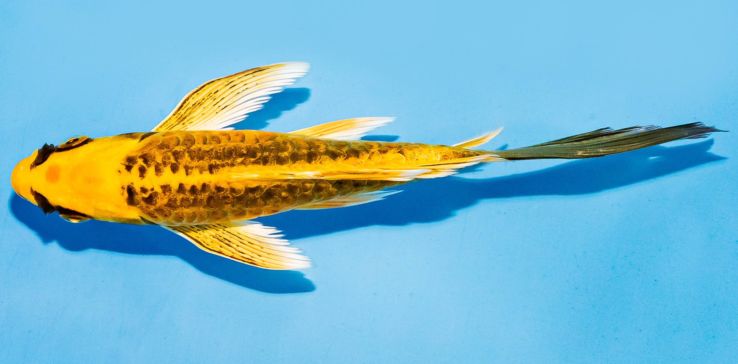 Butterfly Koi 14-17cm Nr. 7417