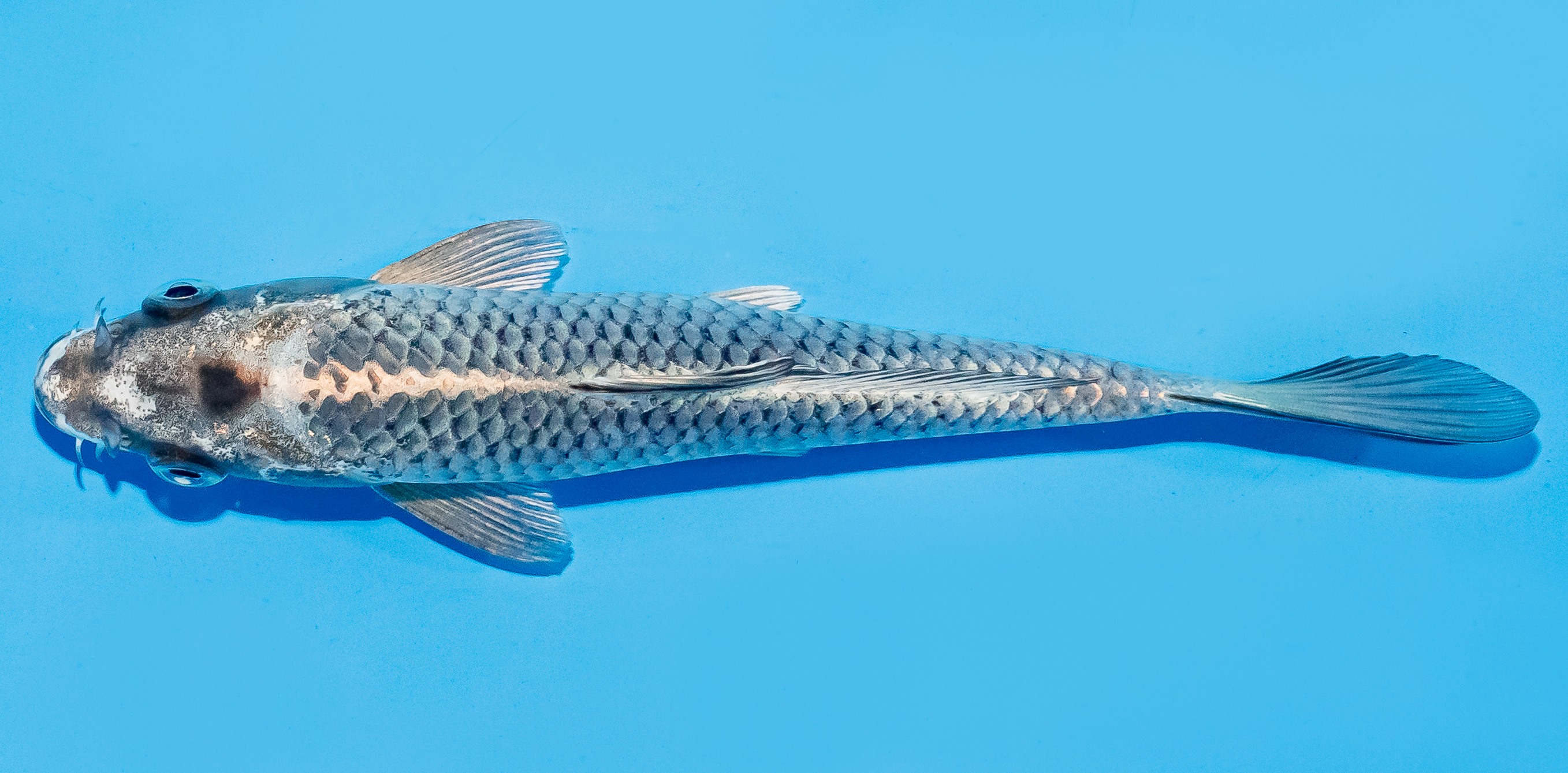 Koi 17-20cm Nr. 8781