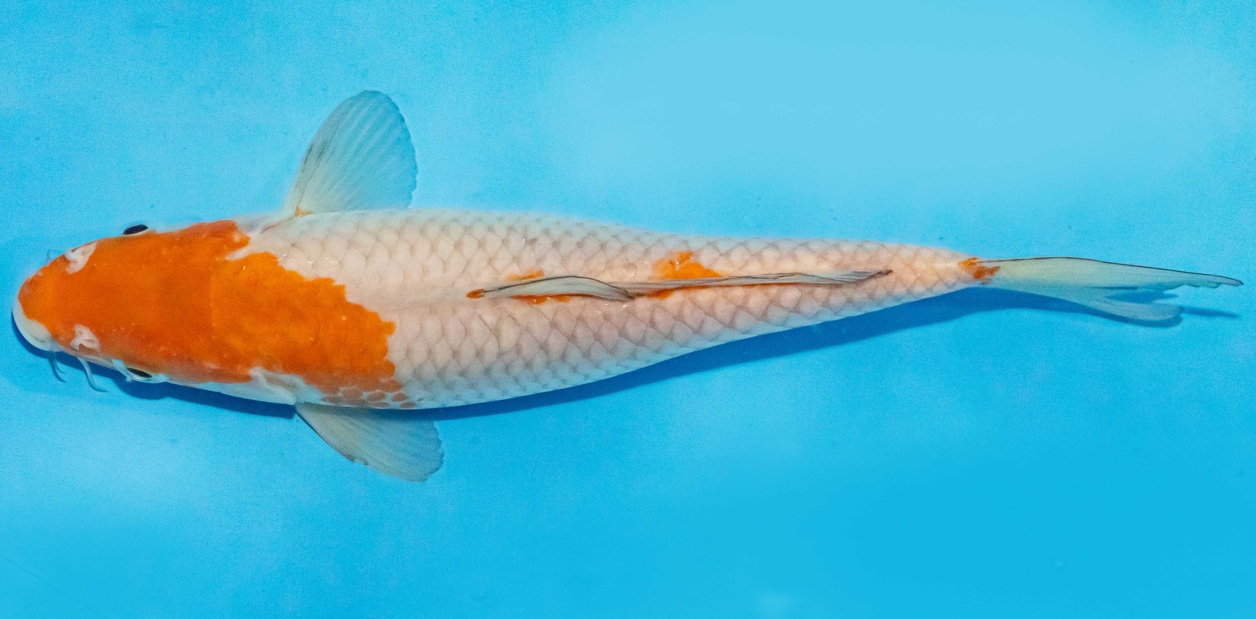 Koi 25-30cm Nr. 1625