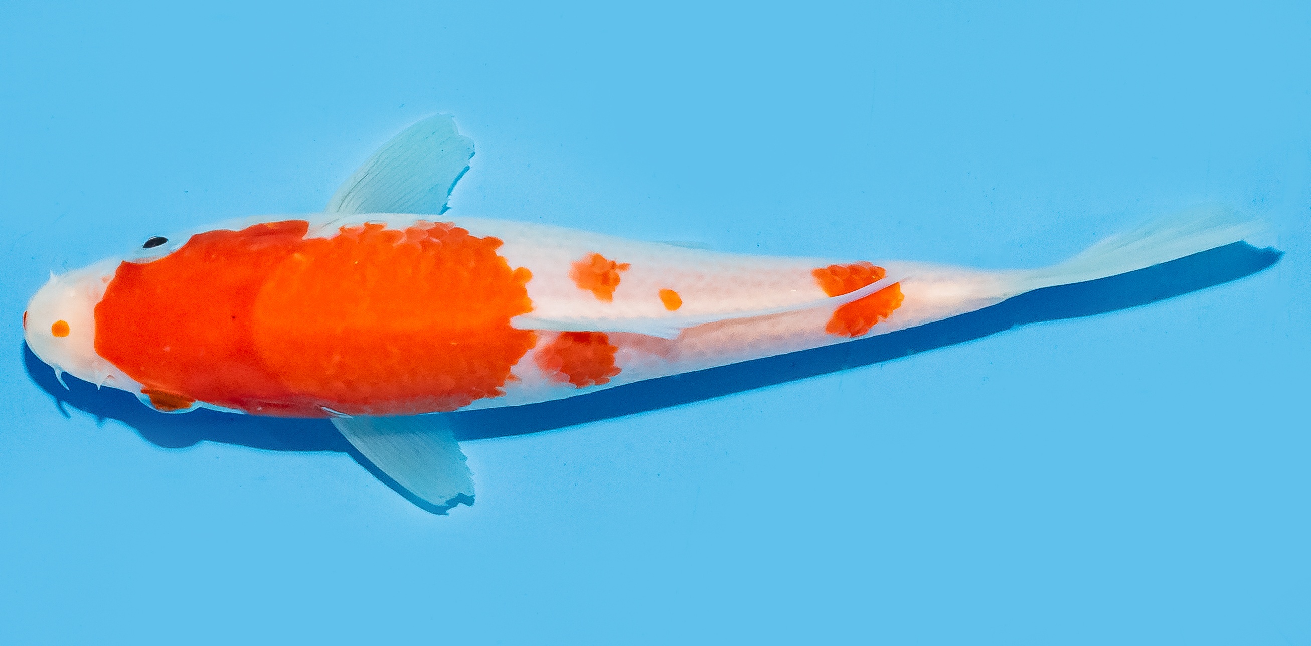 Koi 17-20cm Nr. 6522