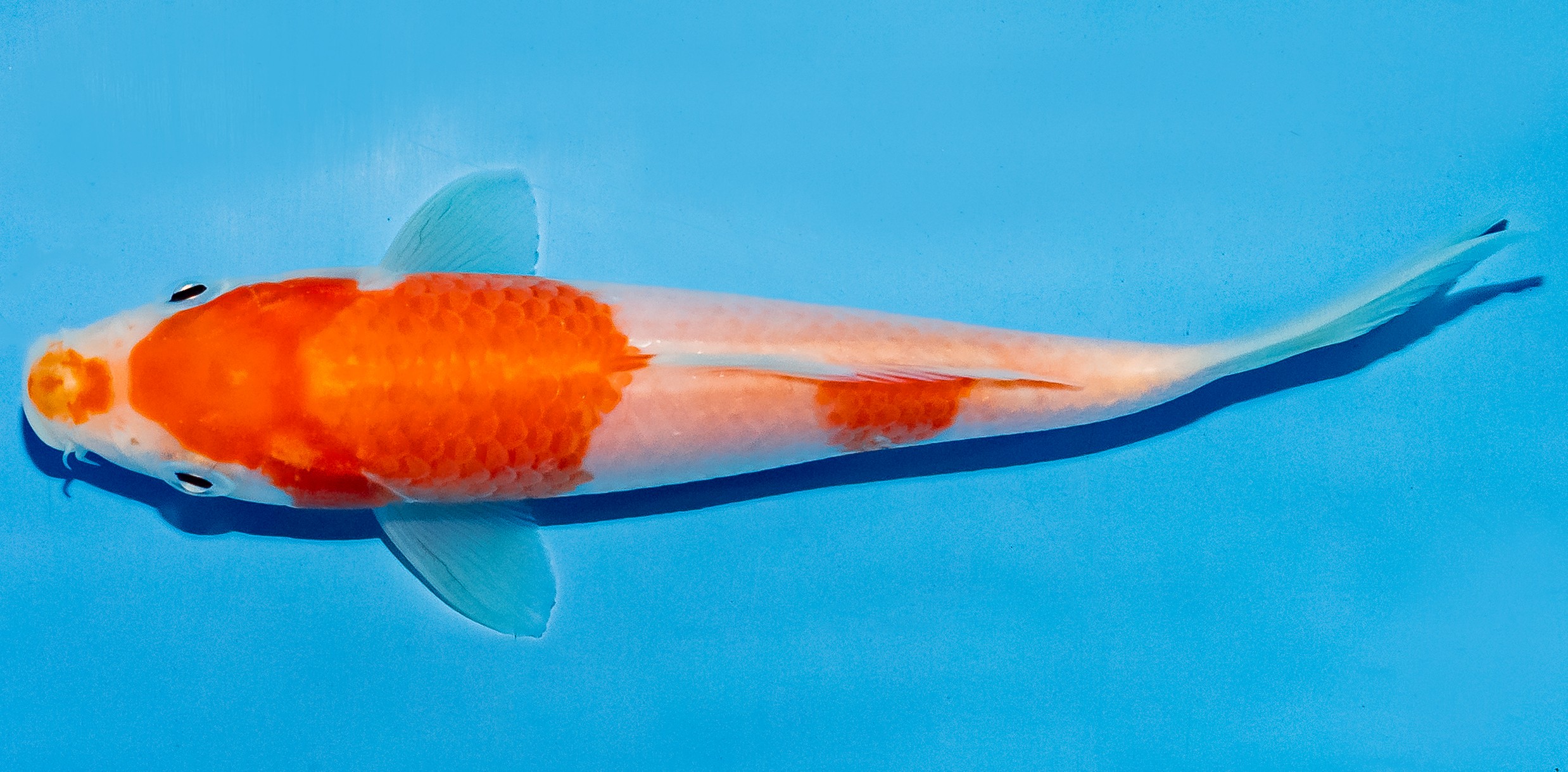 Koi 14-17cm Nr. 4781