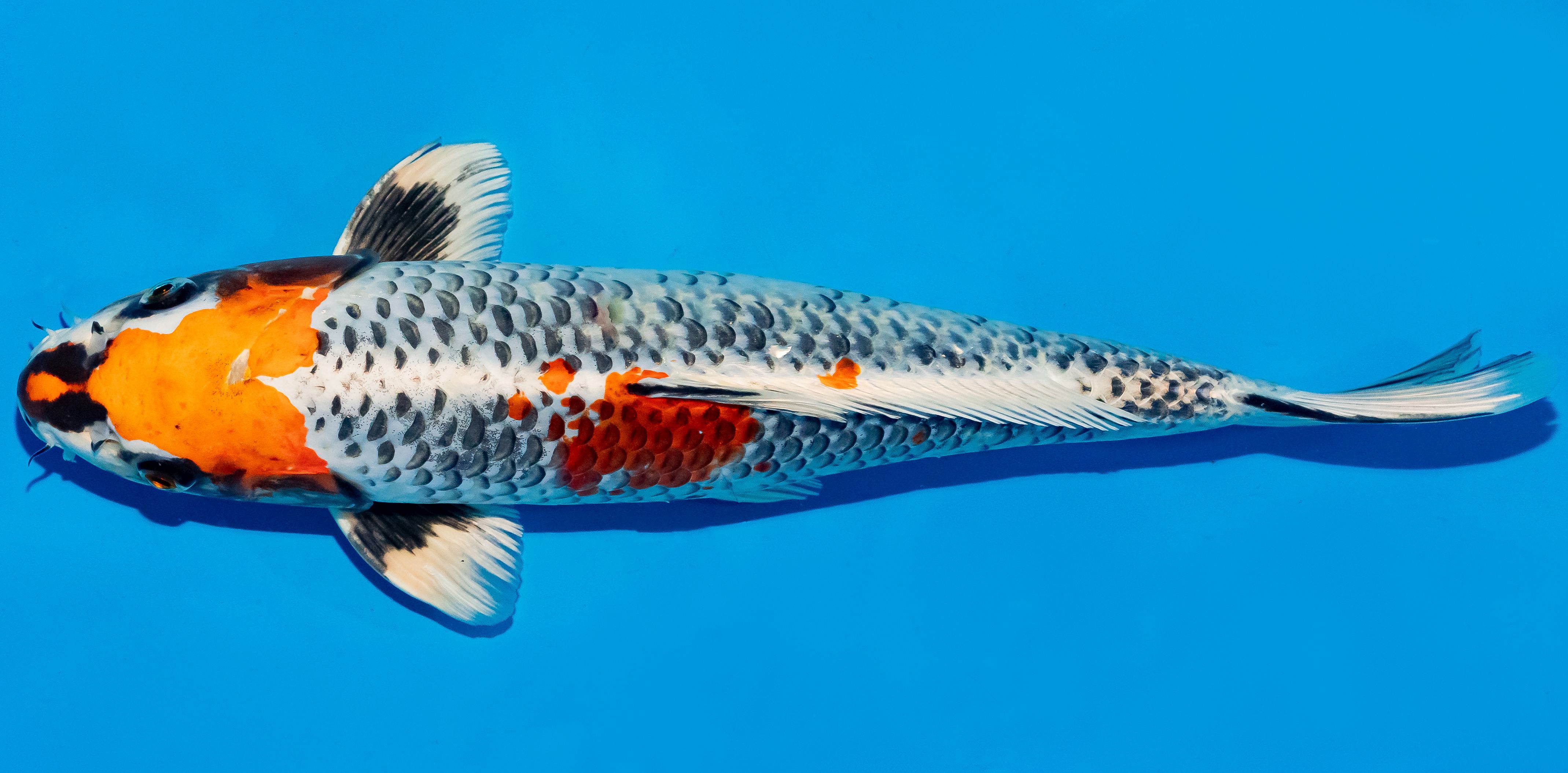 Koi 35-40cm Nr. 5013