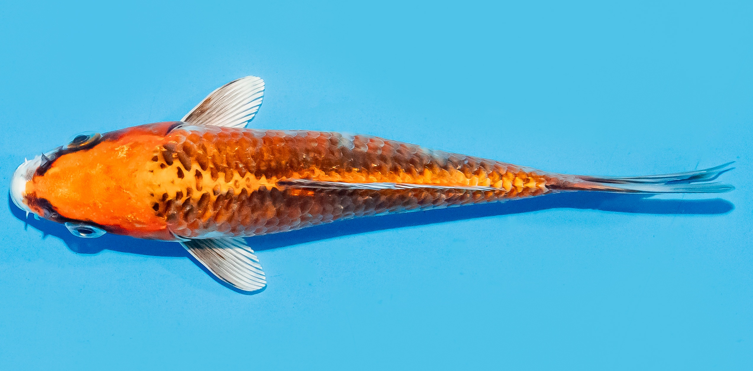 Koi 17-20cm Nr. 8714