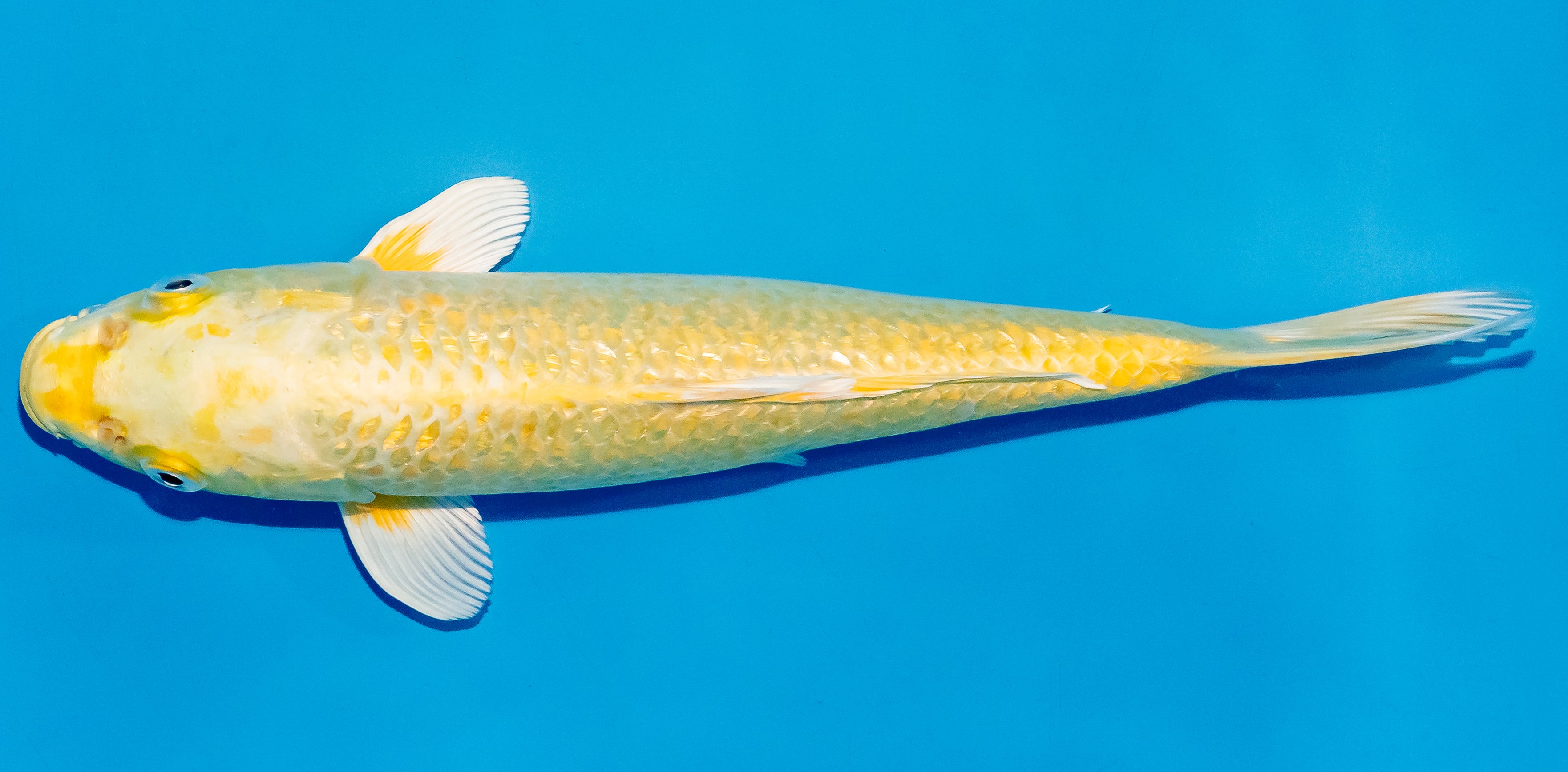 Koi 25-30cm Nr. 7933