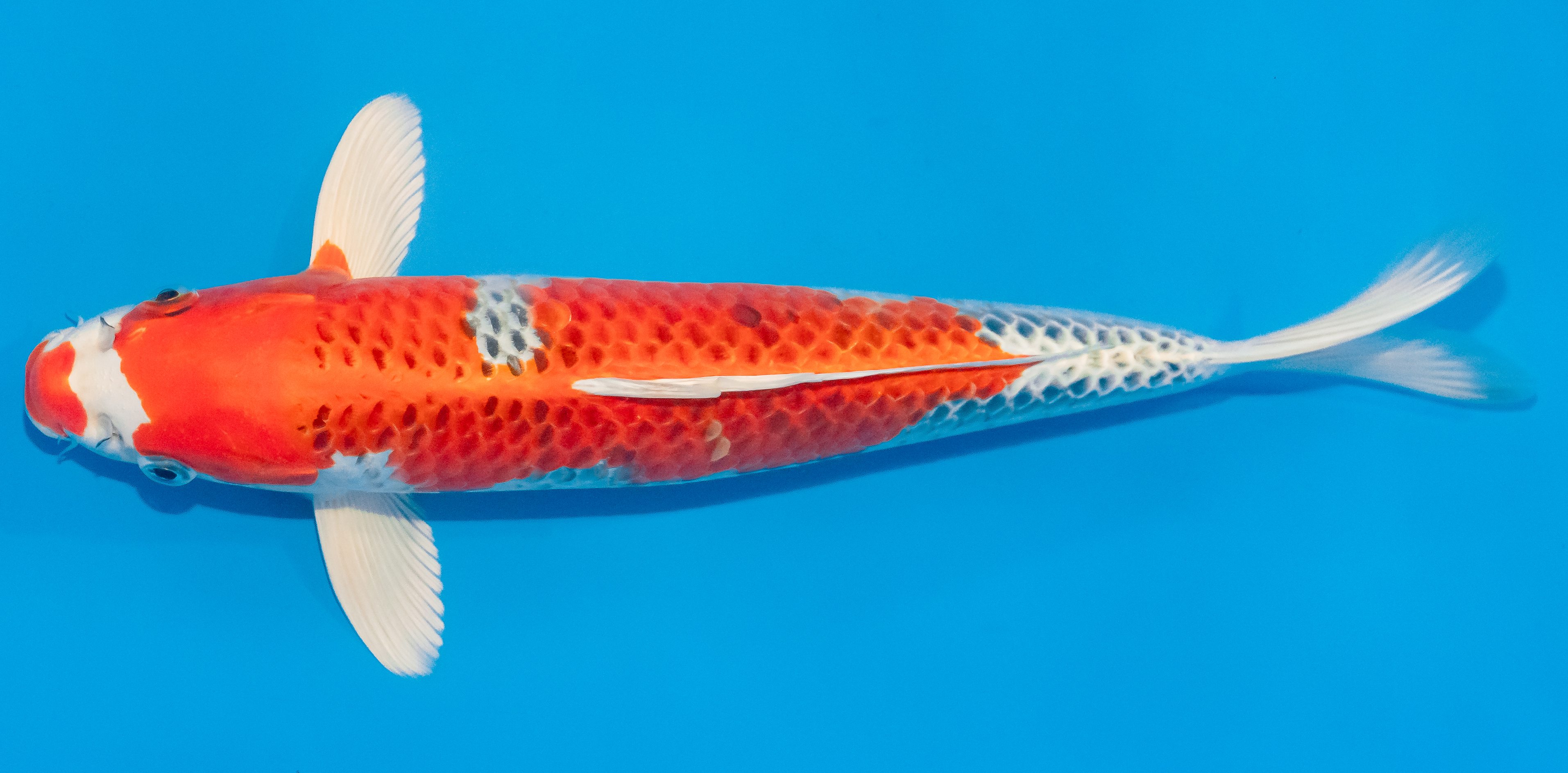 Koi 30-35cm Nr. 1402