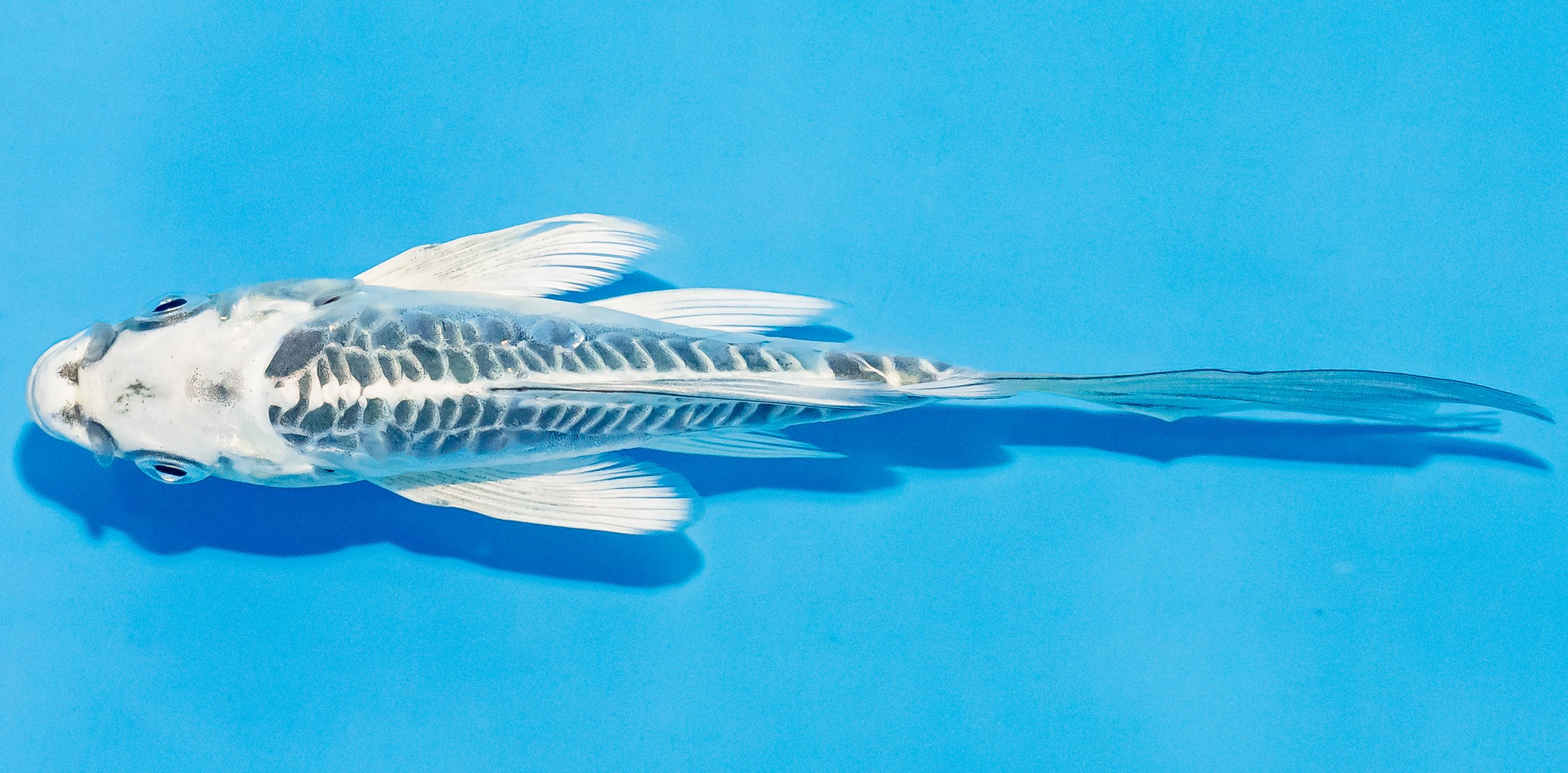 Butterfly Koi 14-17cm Nr. 3712