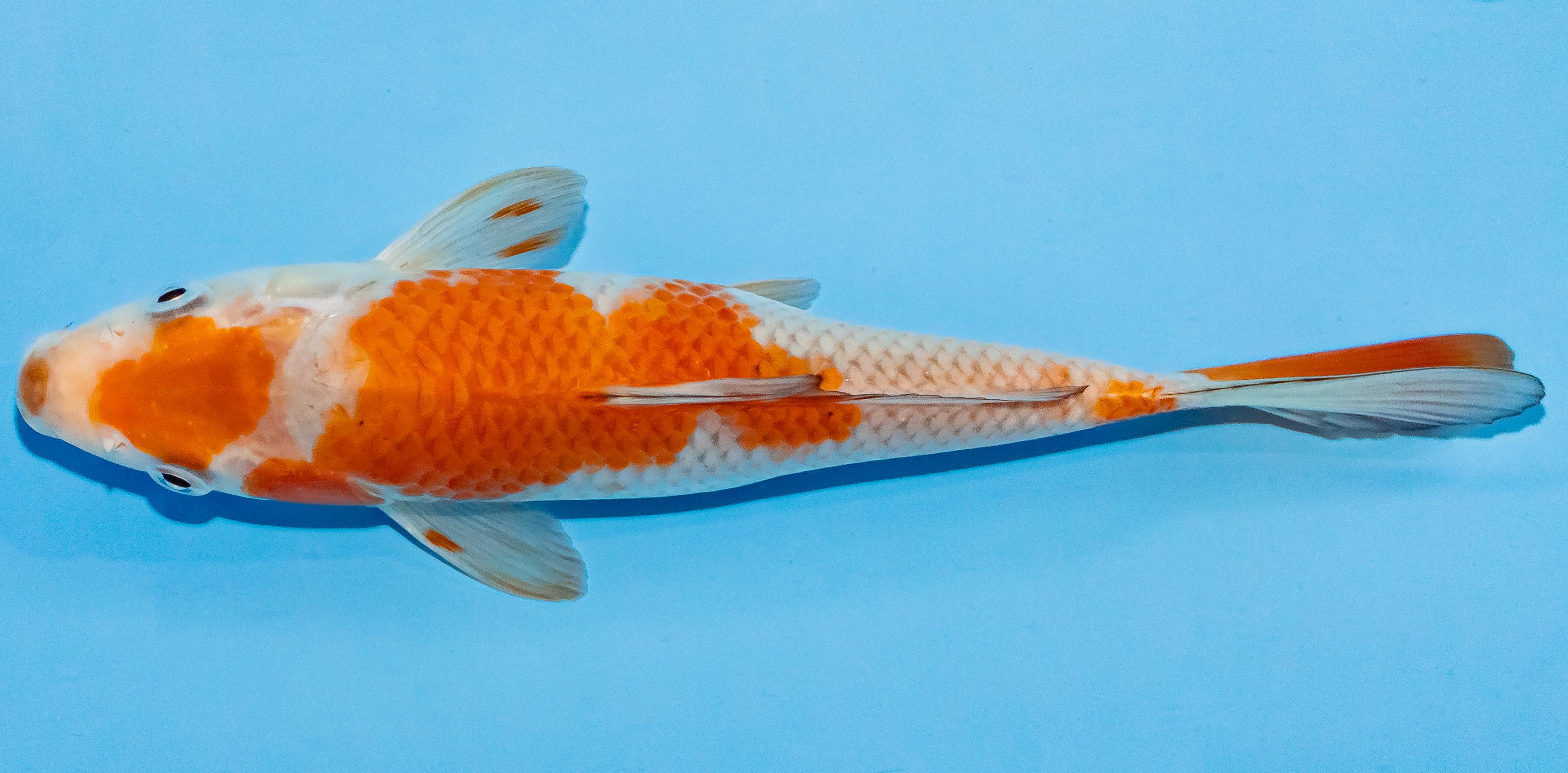 Koi 20-25cm Nr. 2829