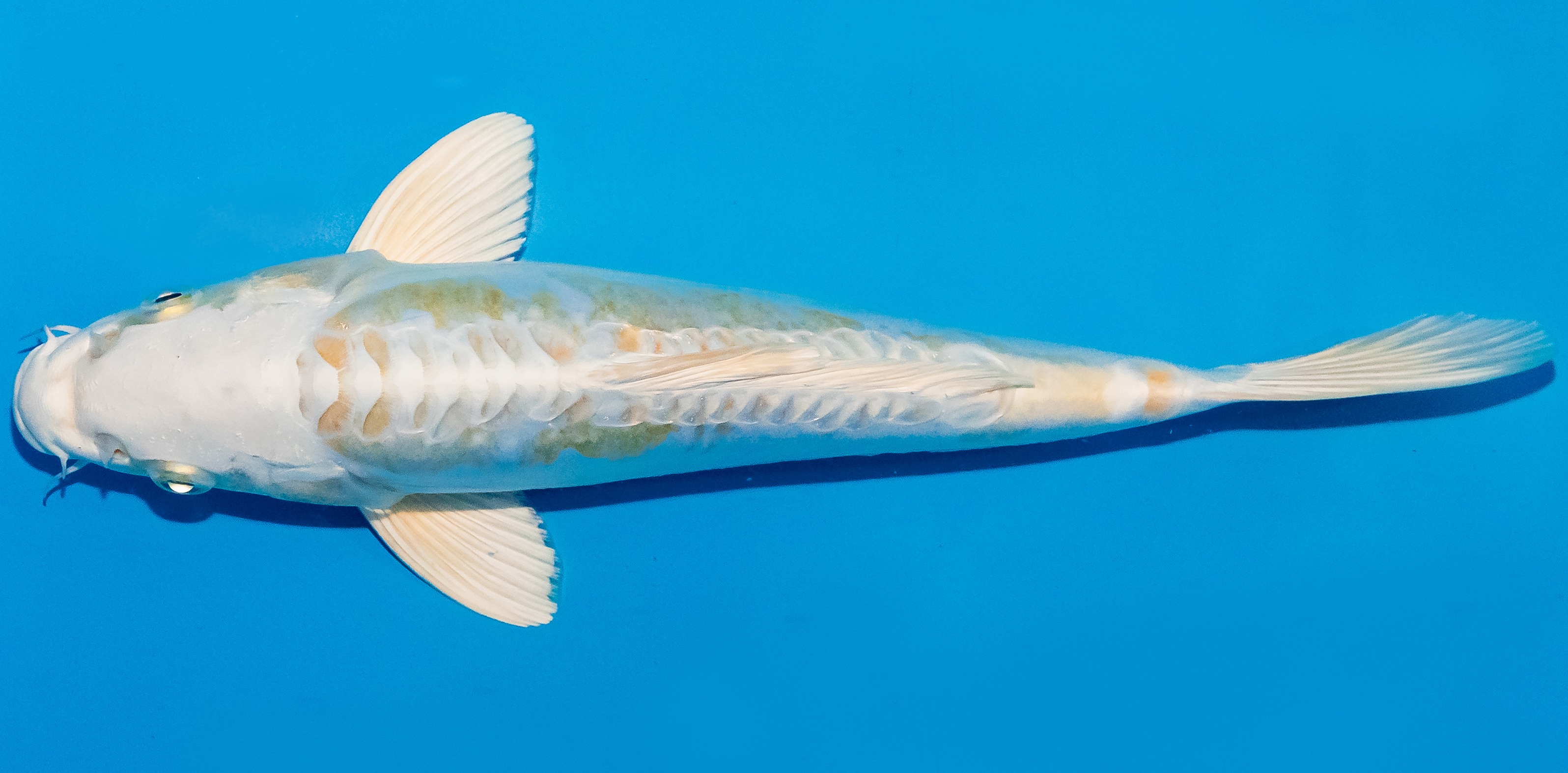 Koi 25-30cm Nr. 1659