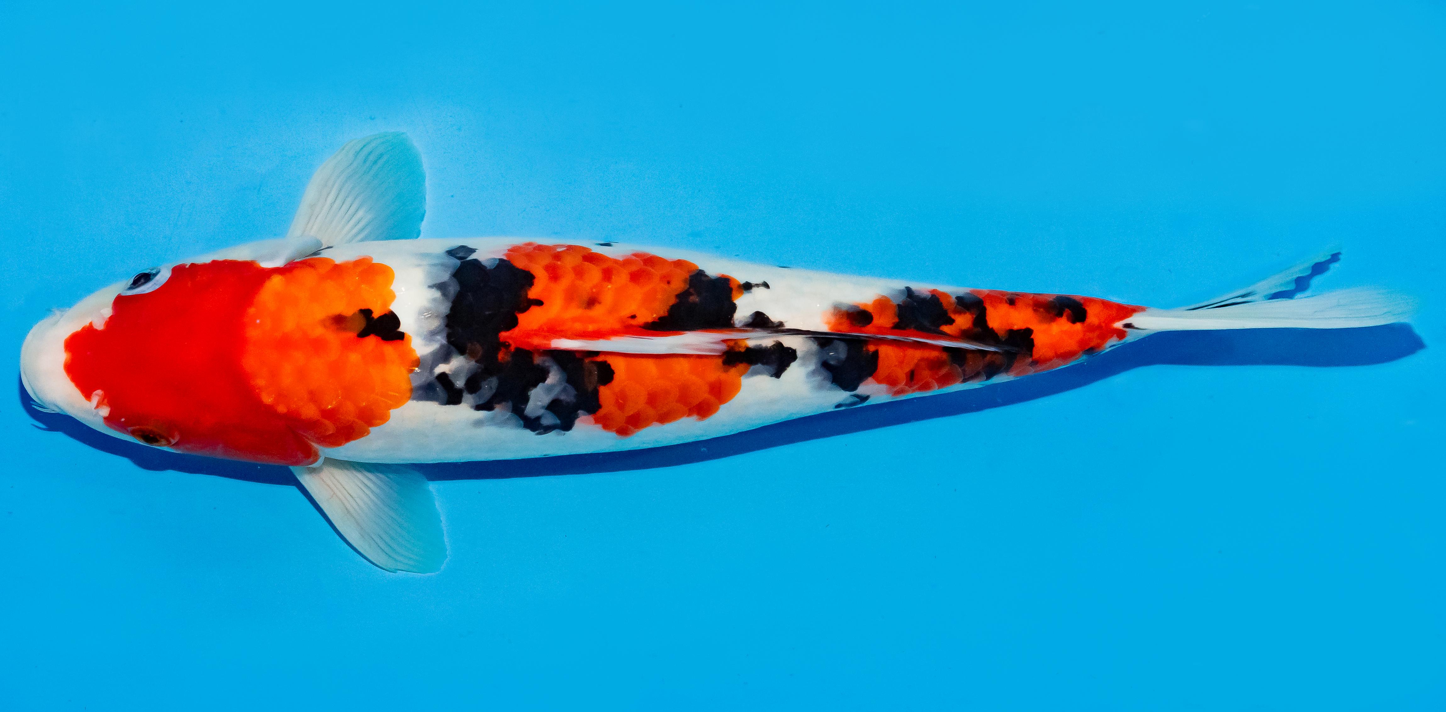 Koi 35-40cm Nr. 5031