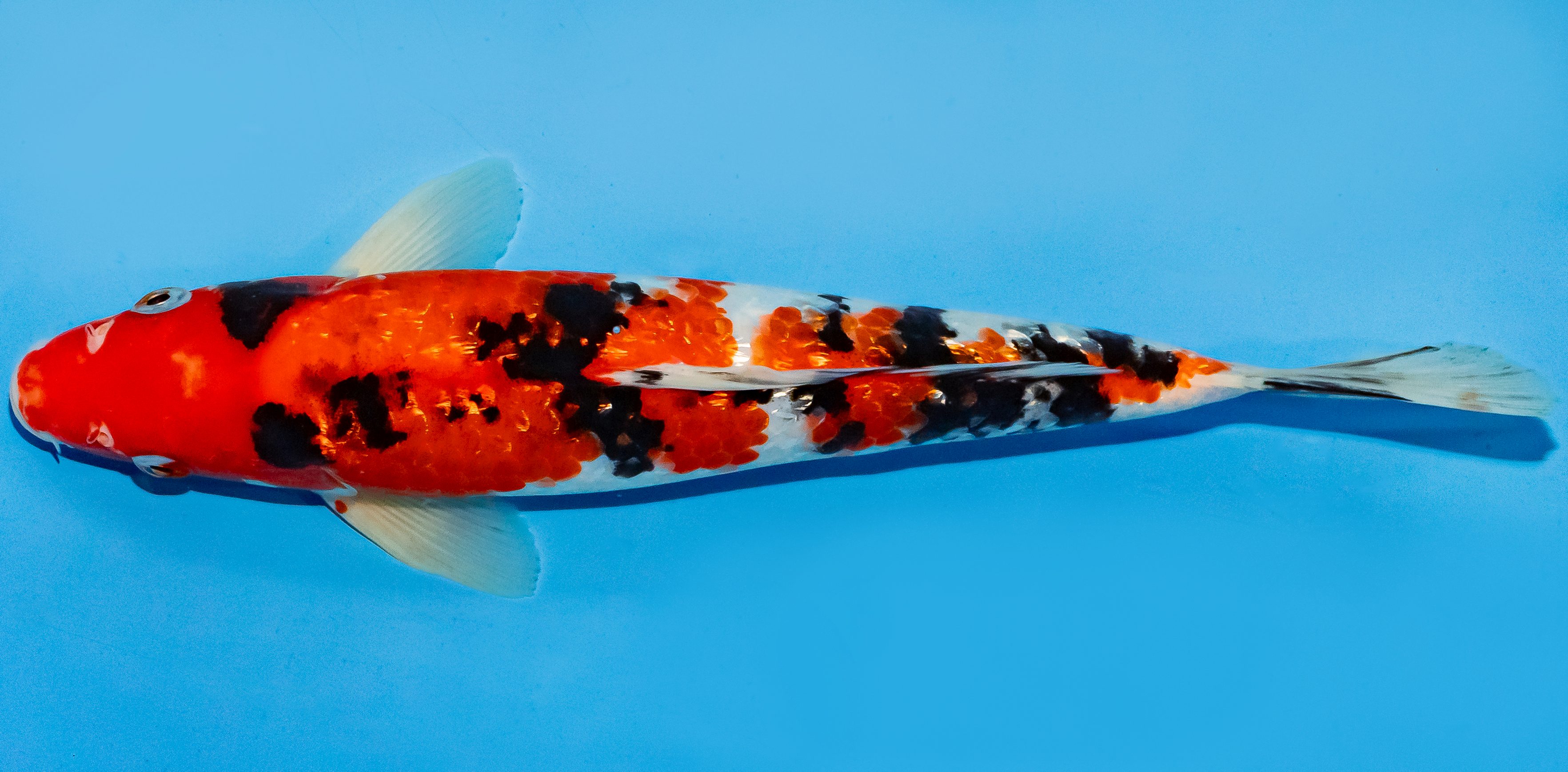 Koi 30-35cm Nr. 6323
