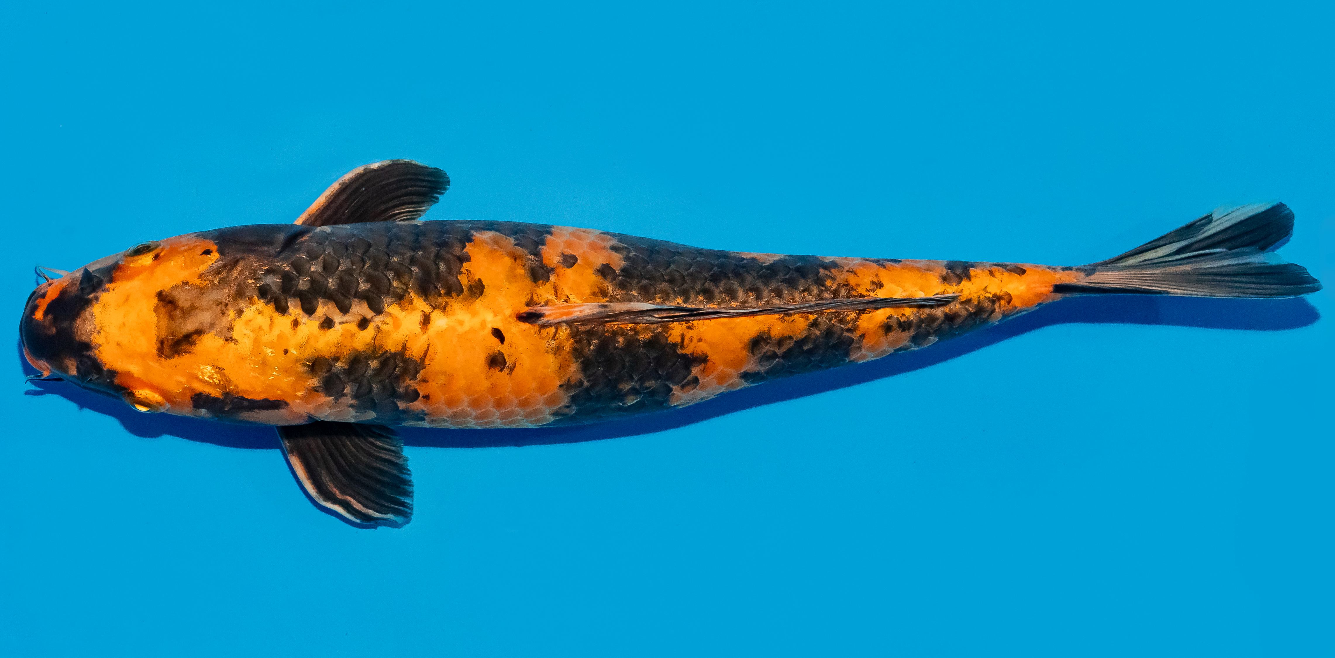 Koi 35-40cm Nr. 6724