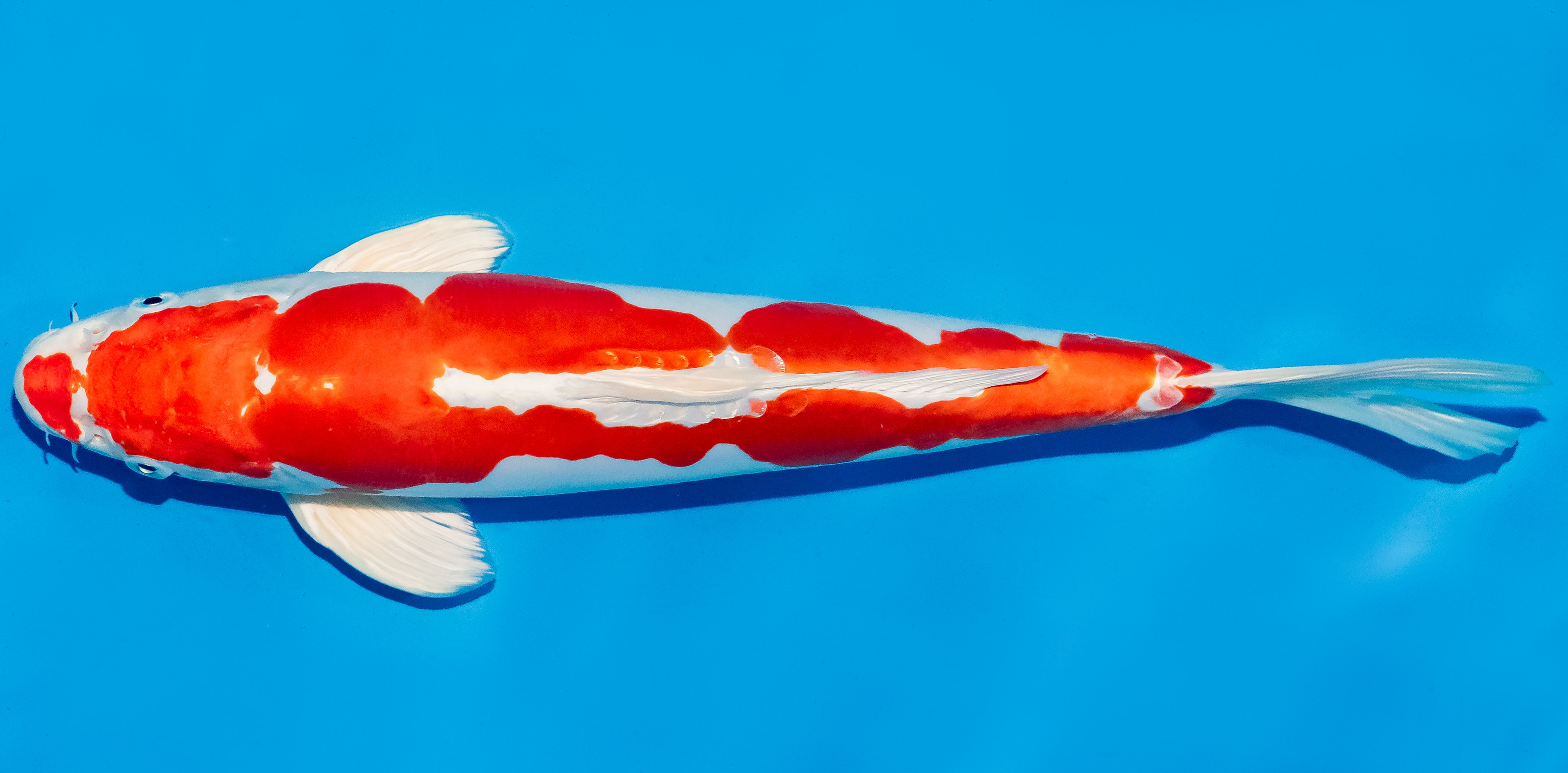 Koi 35-40cm Nr. 6703