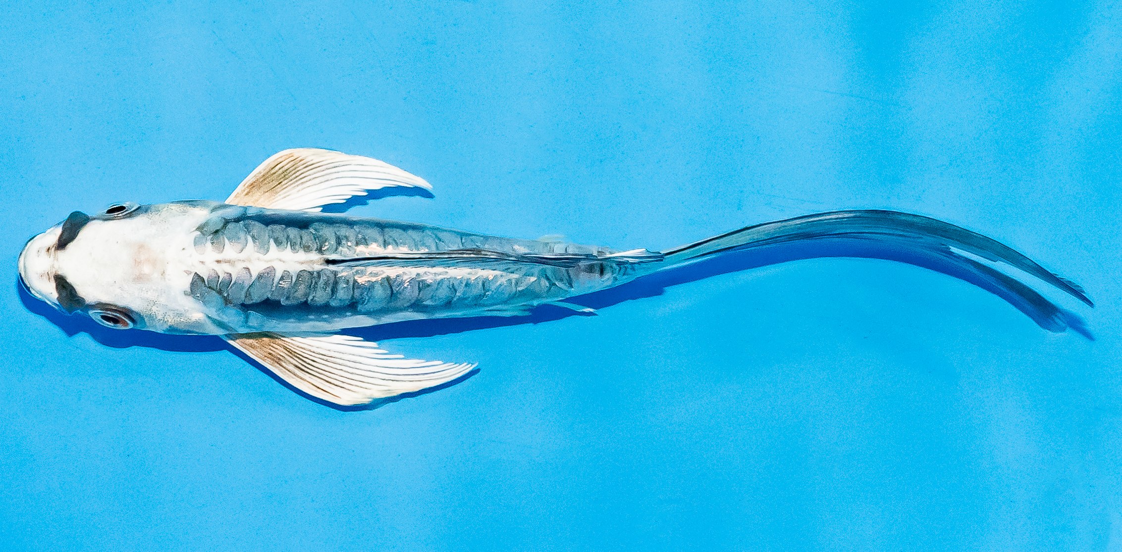 Butterfly Koi 14-17cm Nr. 5758